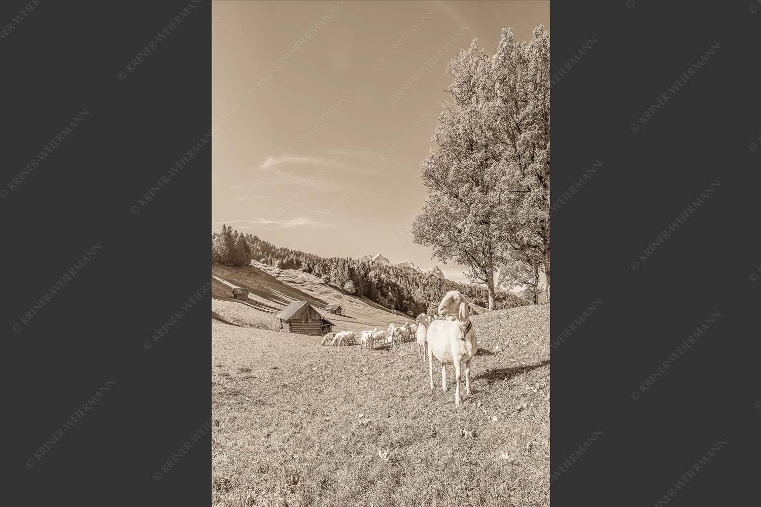 Bergschafherde auf Herbstweide bei Wamberg mit Blick zum Zugspitzmassiv - Alpine Gelassenheit 2:3 sepia -- Herbstliche Kulturlandschaft Werdenfels - mehr Infos bei www.Kriner-Weiermann.de