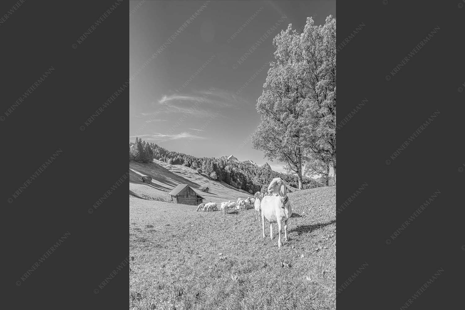 Bergschafherde auf Herbstweide bei Wamberg mit Blick zum Zugspitzmassiv - Alpine Gelassenheit 2:3 sw -- Herbstliche Kulturlandschaft Werdenfels - mehr Infos bei www.Kriner-Weiermann.de