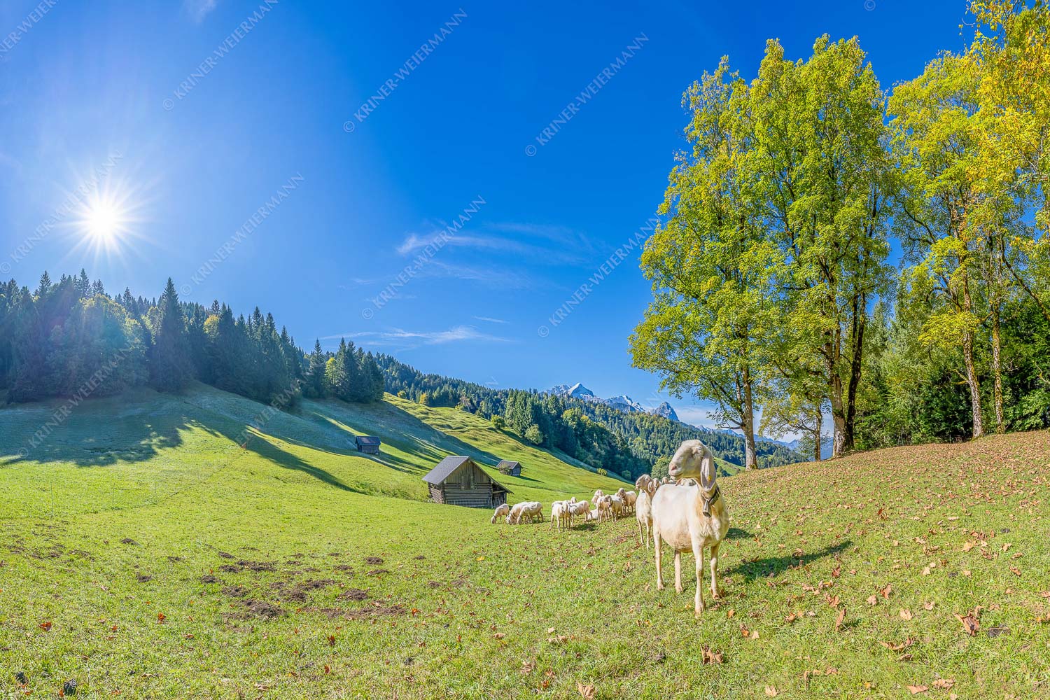 Bergschafherde auf Herbstweide bei Wamberg mit Blick zum Zugspitzmassiv - Alpine Gelassenheit 3:2  -- Herbstliche Kulturlandschaft Werdenfels - mehr Infos bei www.Kriner-Weiermann.de