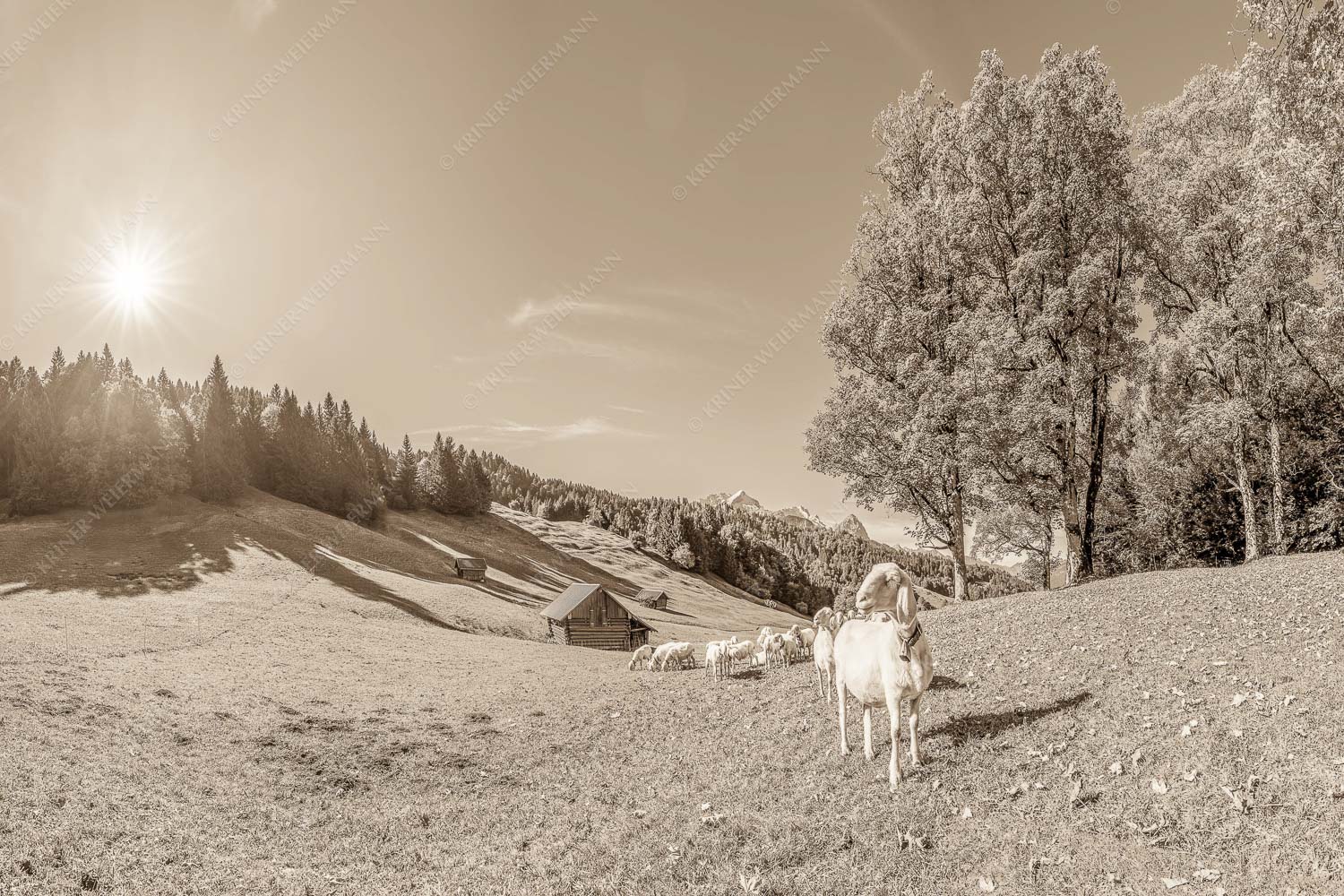 Bergschafherde auf Herbstweide bei Wamberg mit Blick zum Zugspitzmassiv - Alpine Gelassenheit 3:2 sepia -- Herbstliche Kulturlandschaft Werdenfels - mehr Infos bei www.Kriner-Weiermann.de