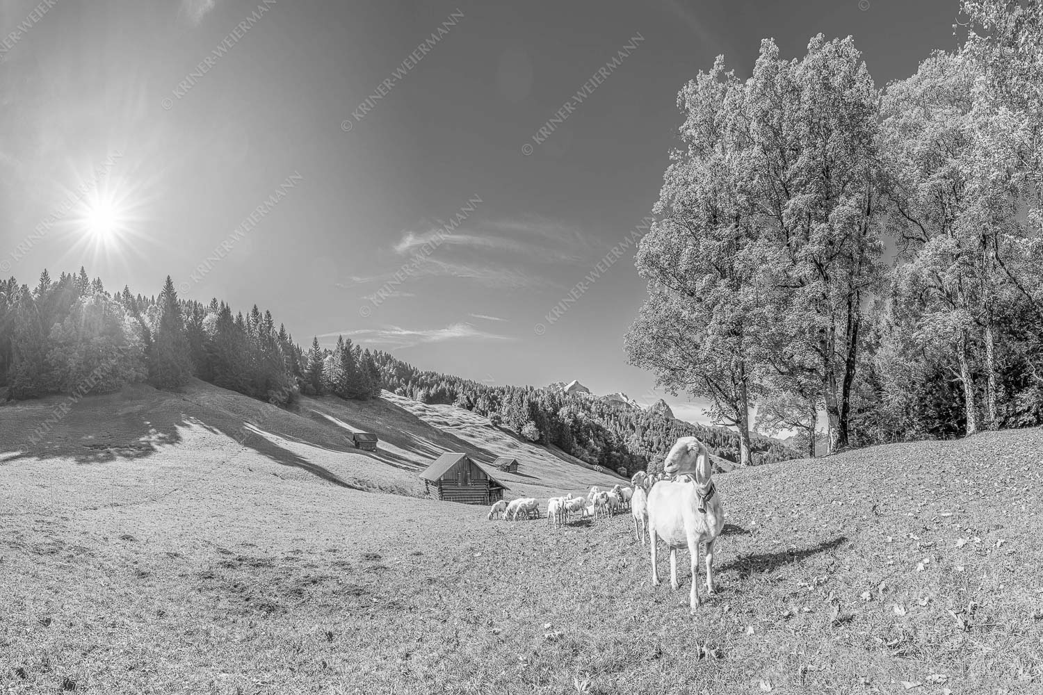 Bergschafherde auf Herbstweide bei Wamberg mit Blick zum Zugspitzmassiv - Alpine Gelassenheit 3:2 sw -- Herbstliche Kulturlandschaft Werdenfels - mehr Infos bei www.Kriner-Weiermann.de