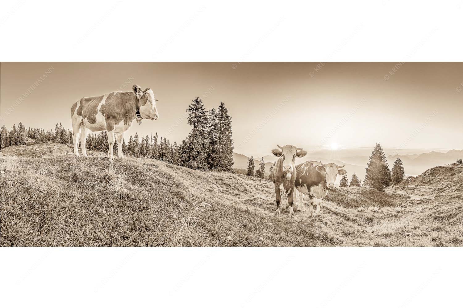 Zwei junge Rinder auf der Wallgauer Alm im Estergebirge bei Sonnenaufgang - Sonnenaufgang auf der Alm_25zu1_sepia - mehr Infos bei www.Kriner-Weiermann.de
