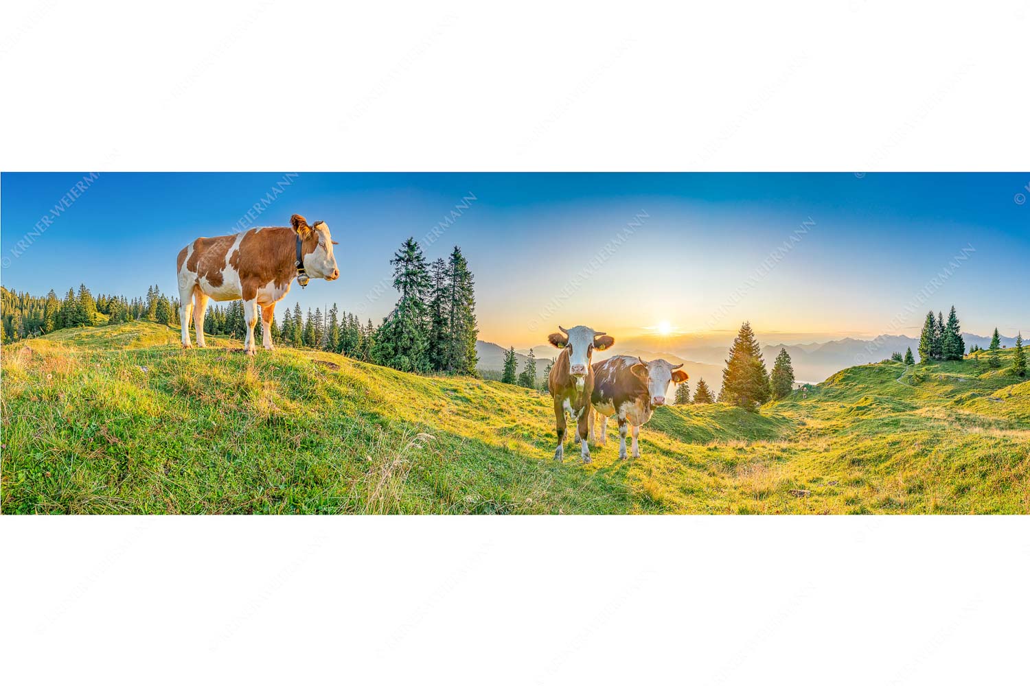 Zwei junge Rinder auf der Wallgauer Alm im Estergebirge bei Sonnenaufgang - Sonnenaufgang auf der Alm_3zu1 - mehr Infos bei www.Kriner-Weiermann.de