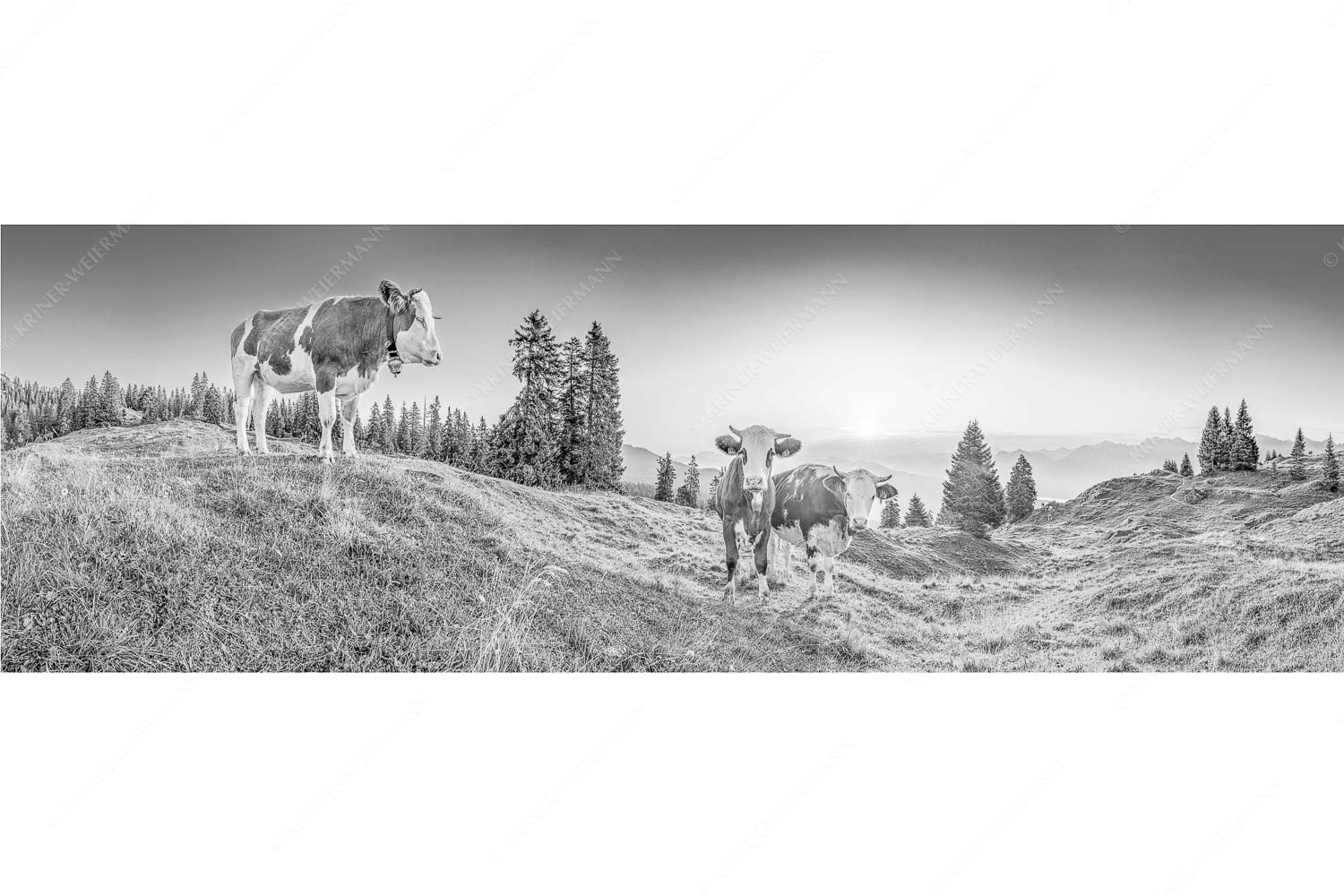 Zwei junge Rinder auf der Wallgauer Alm im Estergebirge bei Sonnenaufgang - Sonnenaufgang auf der Alm_3zu1_sw - mehr Infos bei www.Kriner-Weiermann.de