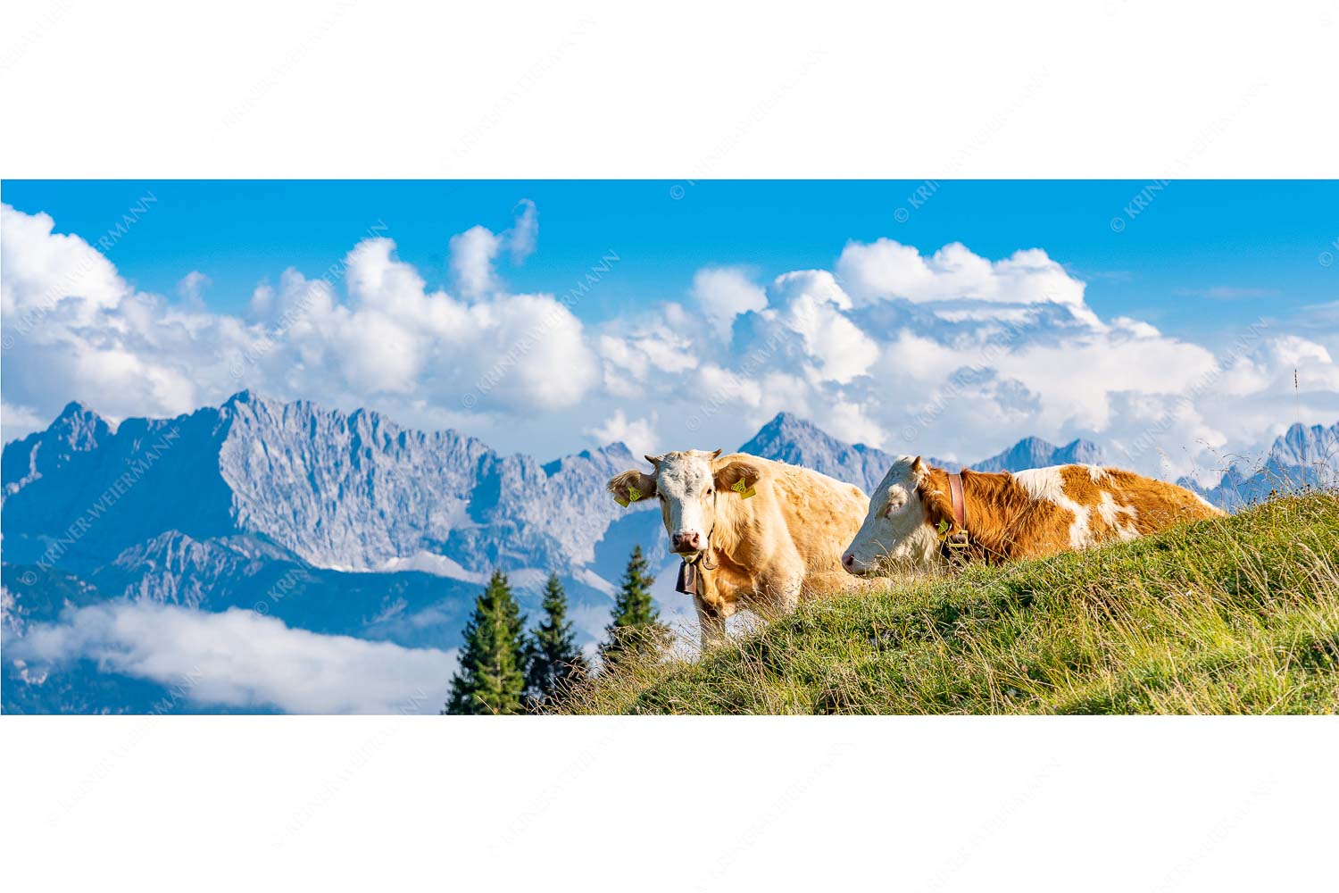 Jungvieh auf der Wallgaueralm mit Karwendel - Wos is_25zu1 - mehr Infos bei www.Kriner-Weiermann.de