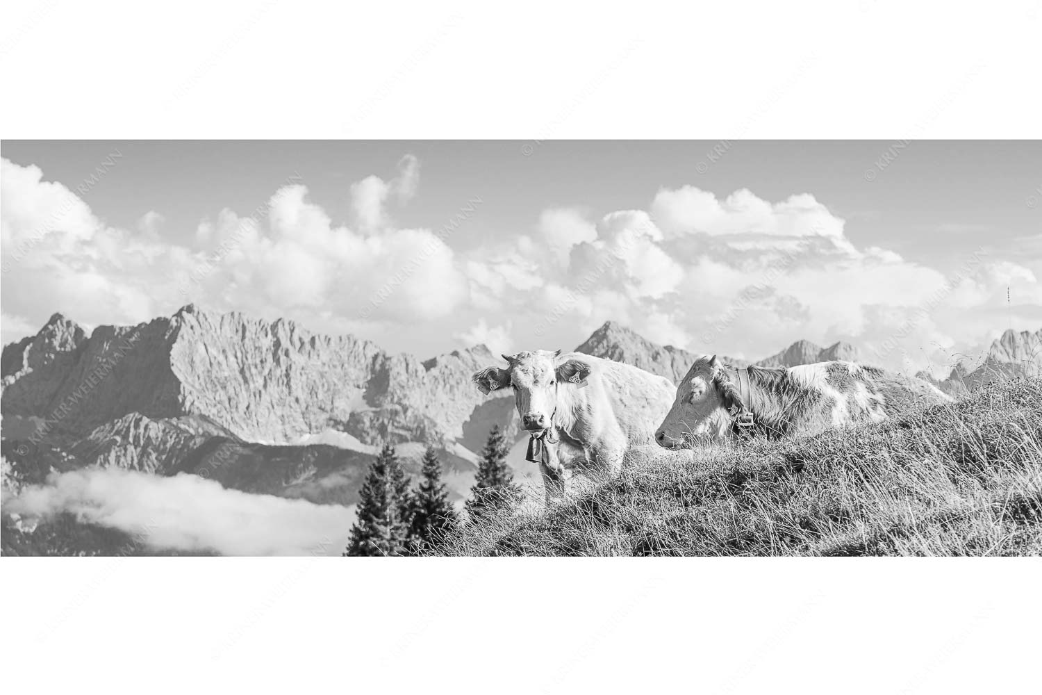 Jungvieh auf der Wallgaueralm mit Karwendel - Wos is_25zu1_sw - mehr Infos bei www.Kriner-Weiermann.de