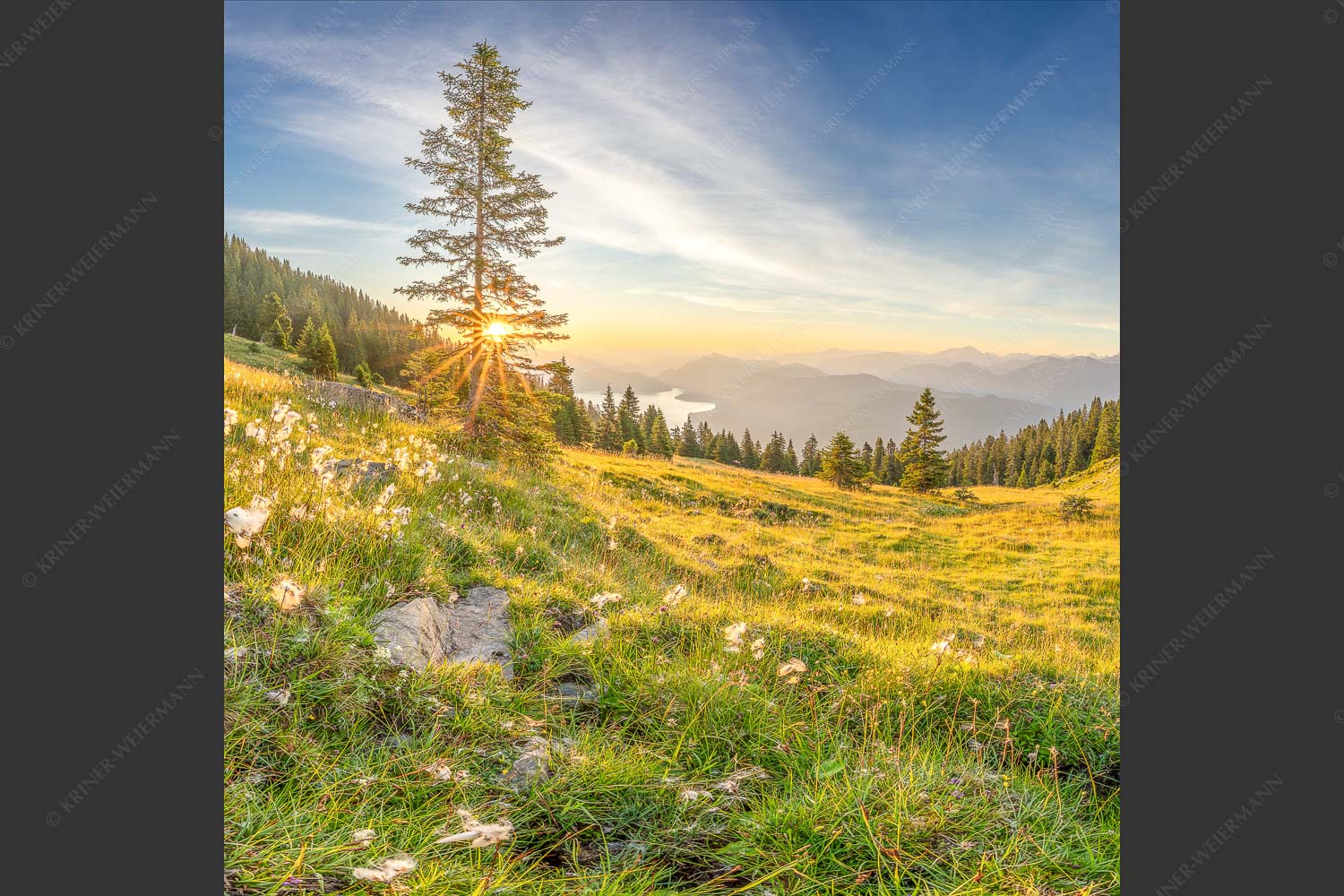 Almwiese am Simetsberg mit Walchensee - Wollgras im Morgenlicht 1:1  -- Estergebirge Walchensee - mehr Infos bei www.Kriner-Weiermann.de