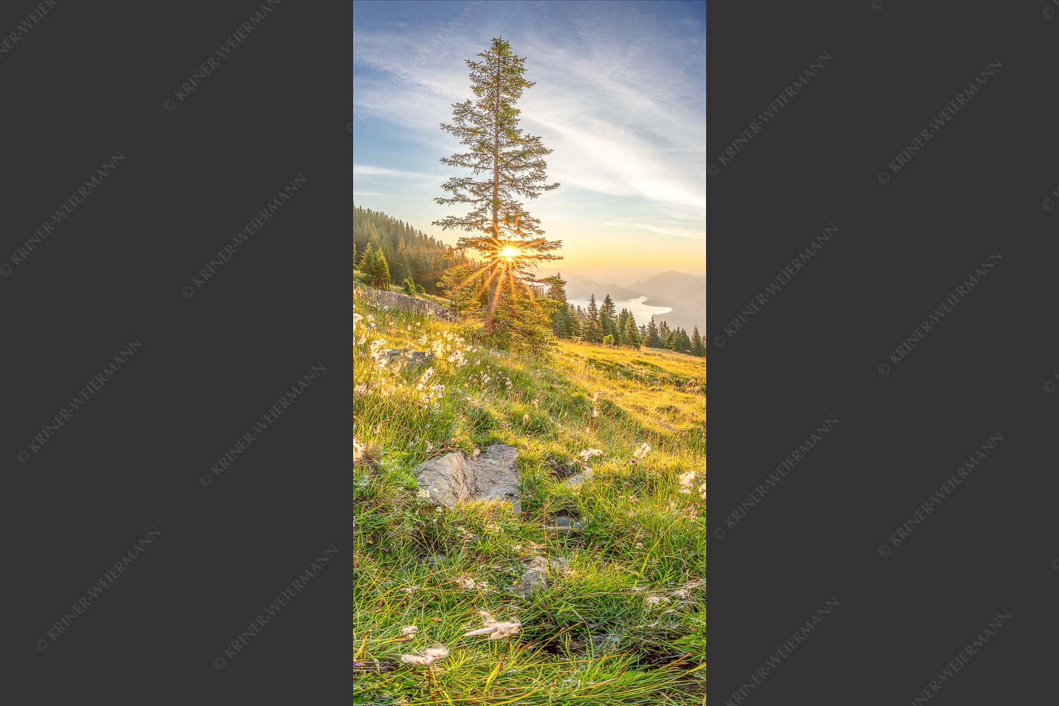 Almwiese am Simetsberg mit Walchensee - Wollgras im Morgenlicht 1:2  -- Estergebirge Walchensee - mehr Infos bei www.Kriner-Weiermann.de