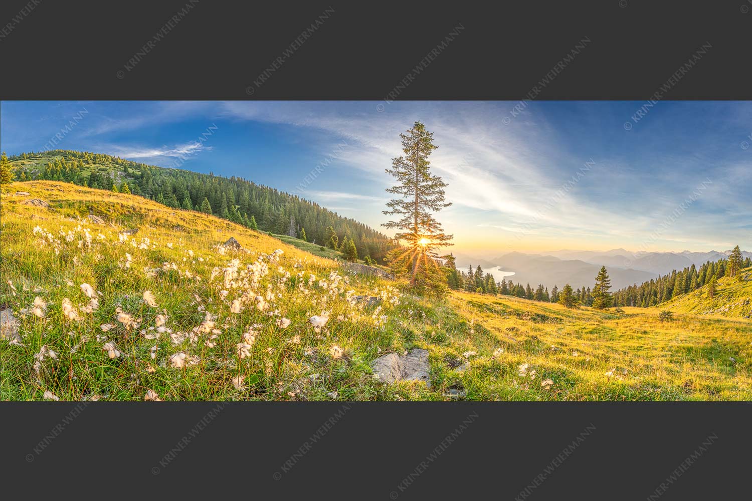 Almwiese am Simetsberg mit Walchensee - Wollgras im Morgenlicht 2,5:1  -- Estergebirge Walchensee - mehr Infos bei www.Kriner-Weiermann.de