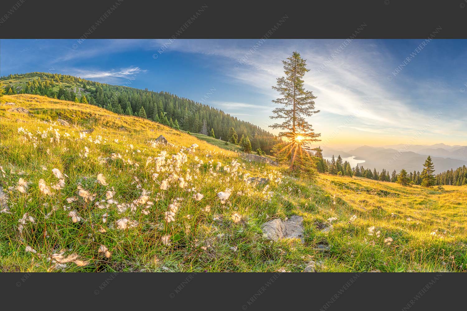 Almwiese am Simetsberg mit Walchensee - Wollgras im Morgenlicht 2:1  -- Estergebirge Walchensee - mehr Infos bei www.Kriner-Weiermann.de