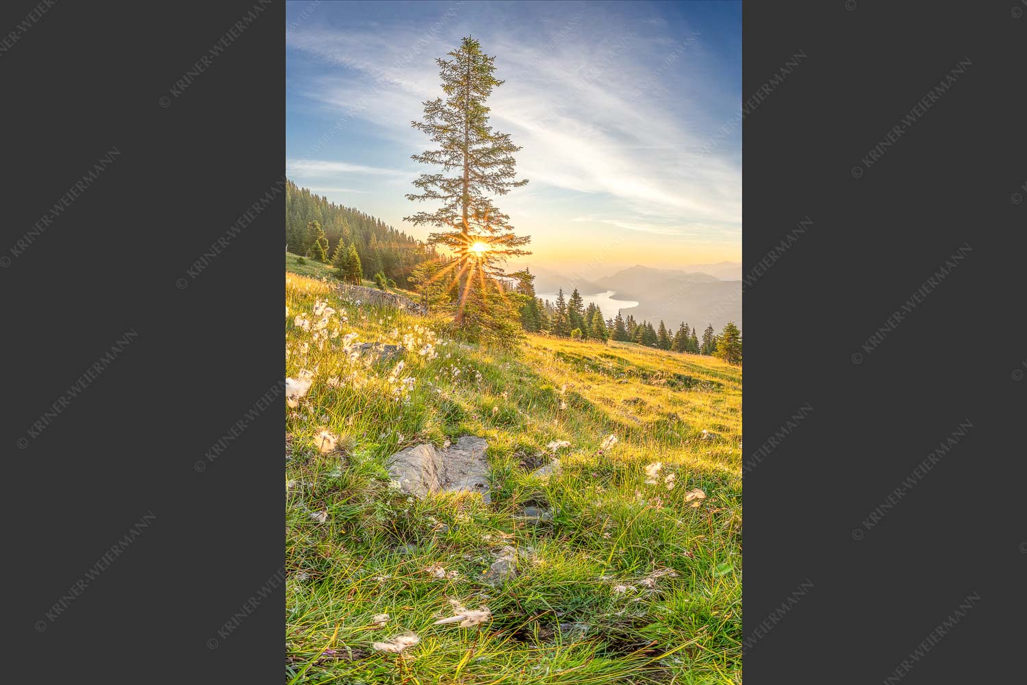 Almwiese am Simetsberg mit Walchensee - Wollgras im Morgenlicht 2:3  -- Estergebirge Walchensee - mehr Infos bei www.Kriner-Weiermann.de
