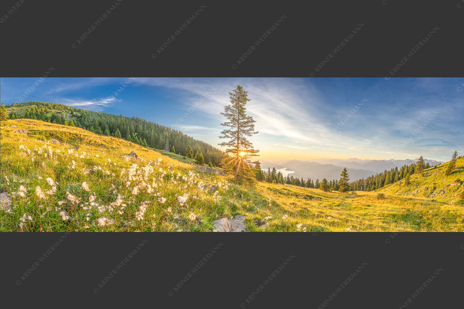 Almwiese am Simetsberg mit Walchensee - Wollgras im Morgenlicht 3:1  -- Estergebirge Walchensee - mehr Infos bei www.Kriner-Weiermann.de