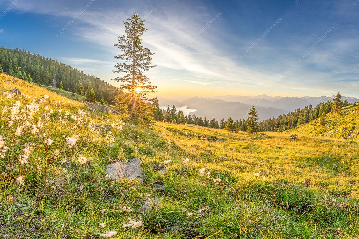 Almwiese am Simetsberg mit Walchensee - Wollgras im Morgenlicht 3:2  -- Estergebirge Walchensee - mehr Infos bei www.Kriner-Weiermann.de