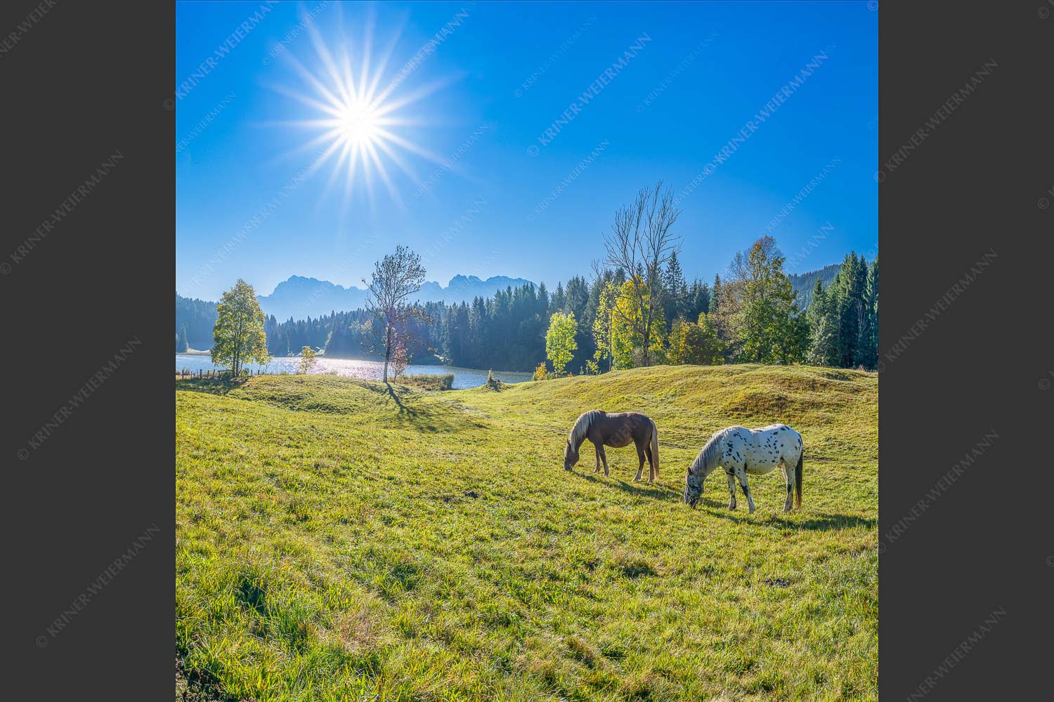 Zwei Pferde auf Herbstweide vor dem Geroldsee mit Blick zum Wörner im Karwendel - Zwischen Pferd und Berg 1:1  -- Geroldsee Karwendel - mehr Infos bei www.Kriner-Weiermann.de