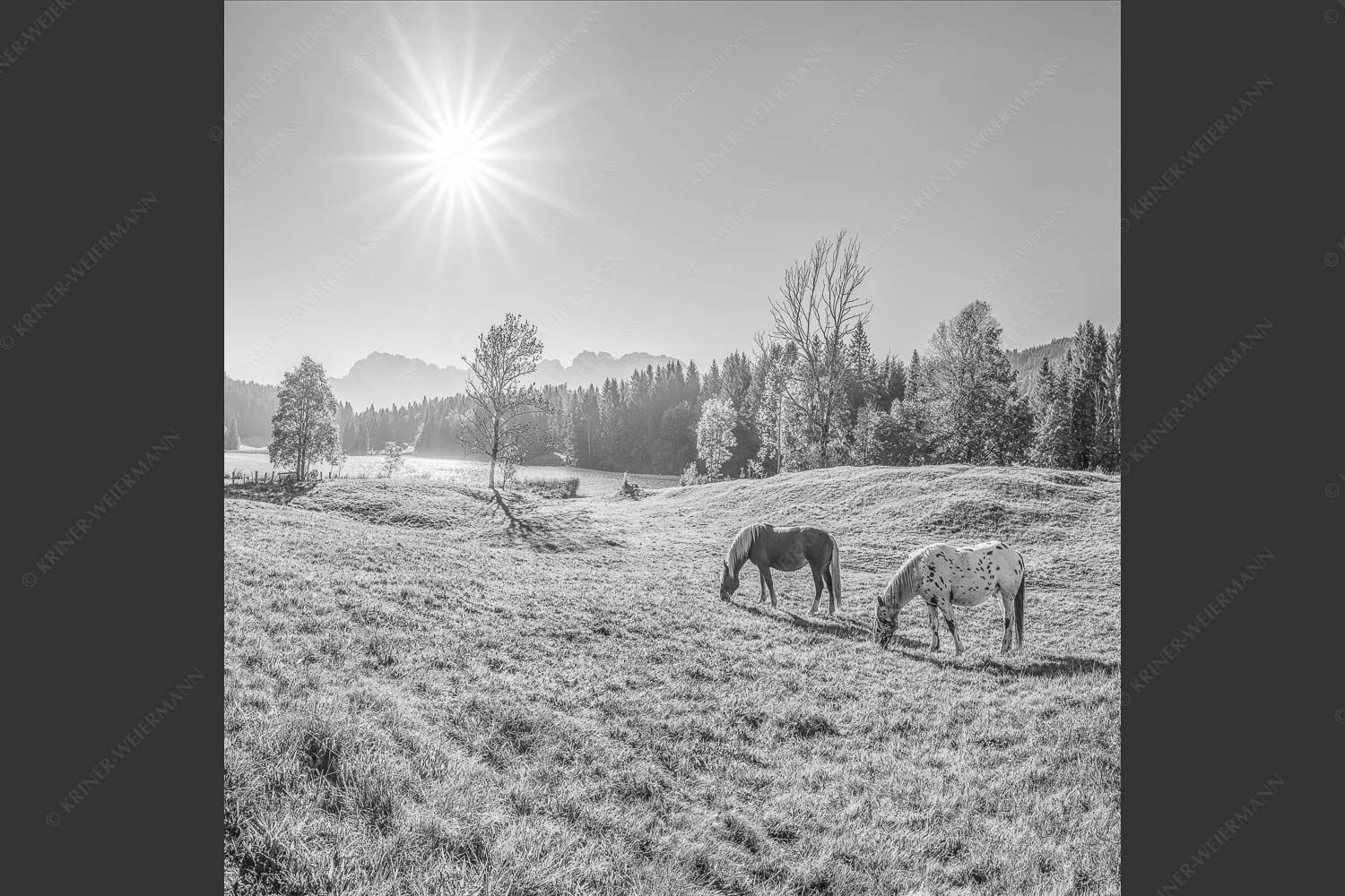 Zwei Pferde auf Herbstweide vor dem Geroldsee mit Blick zum Wörner im Karwendel - Zwischen Pferd und Berg 1:1 sw -- Geroldsee Karwendel - mehr Infos bei www.Kriner-Weiermann.de
