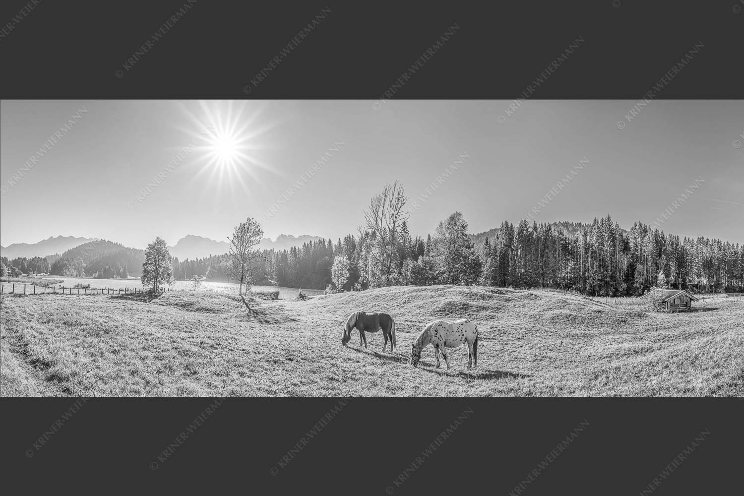 Zwei Pferde auf Herbstweide vor dem Geroldsee mit Blick zum Wörner im Karwendel - Zwischen Pferd und Berg 2,5:1 sw -- Geroldsee Karwendel - mehr Infos bei www.Kriner-Weiermann.de