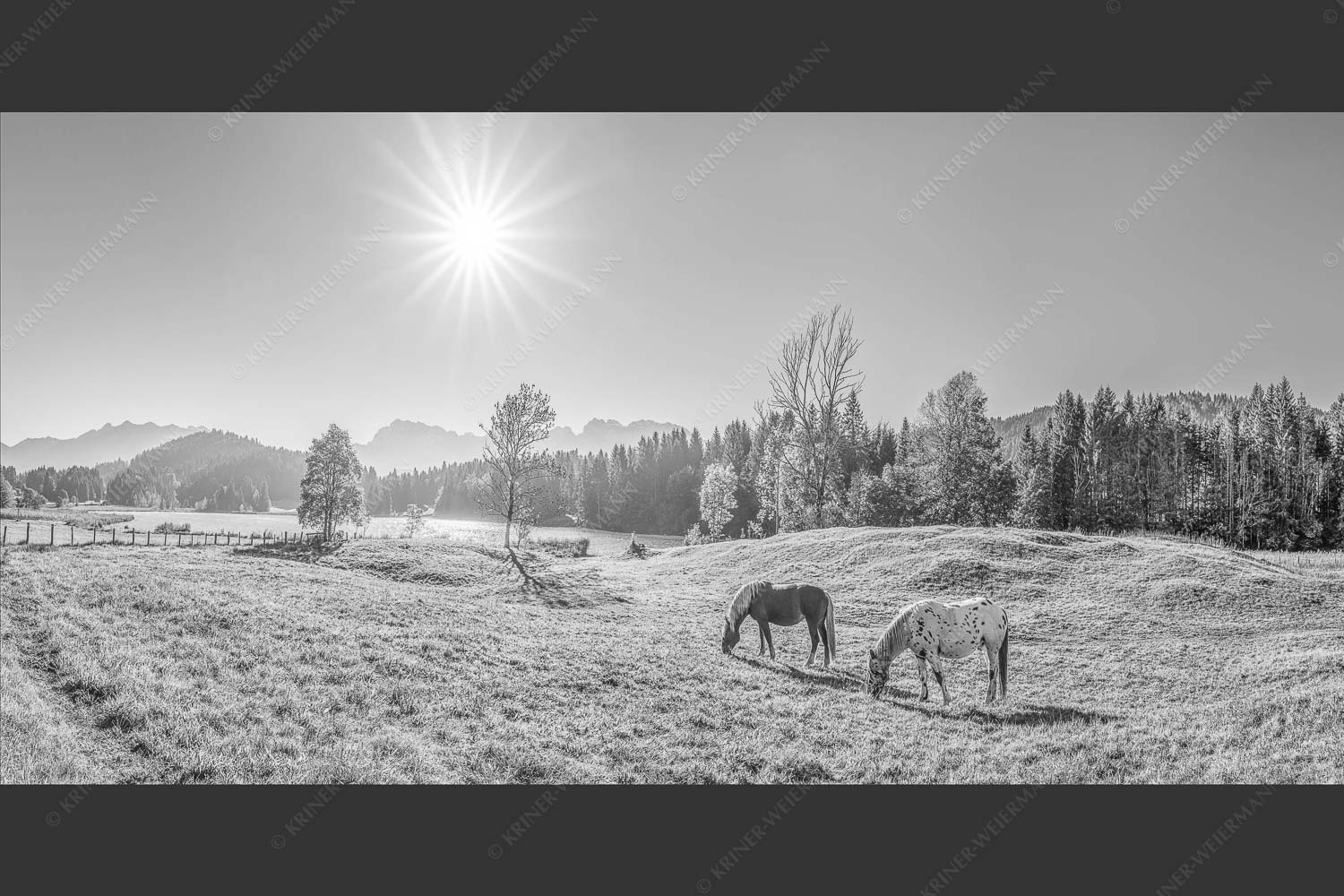 Zwei Pferde auf Herbstweide vor dem Geroldsee mit Blick zum Wörner im Karwendel - Zwischen Pferd und Berg 2:1 sw -- Geroldsee Karwendel - mehr Infos bei www.Kriner-Weiermann.de