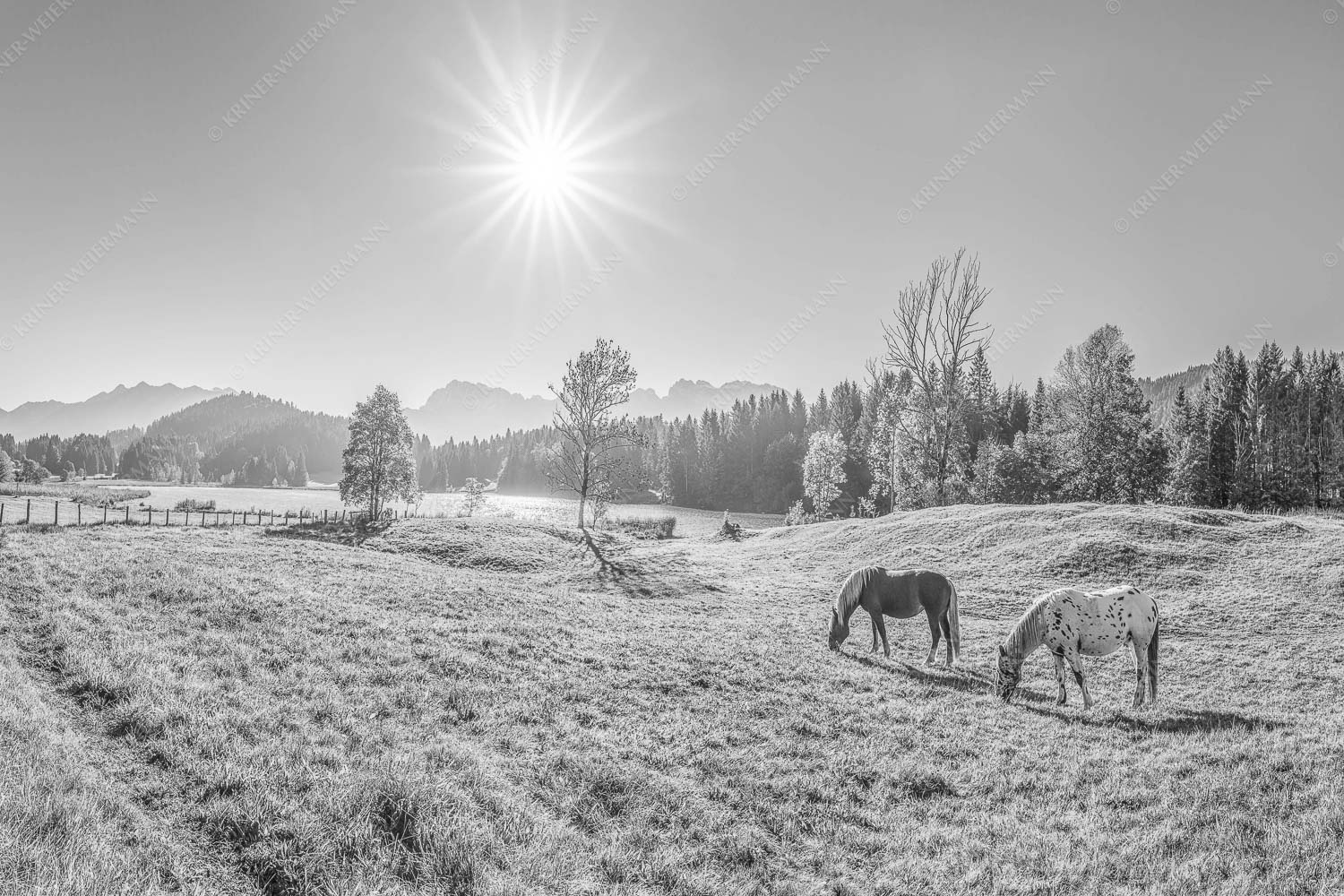 Zwei Pferde auf Herbstweide vor dem Geroldsee mit Blick zum Wörner im Karwendel - Zwischen Pferd und Berg 3:2 sw -- Geroldsee Karwendel - mehr Infos bei www.Kriner-Weiermann.de