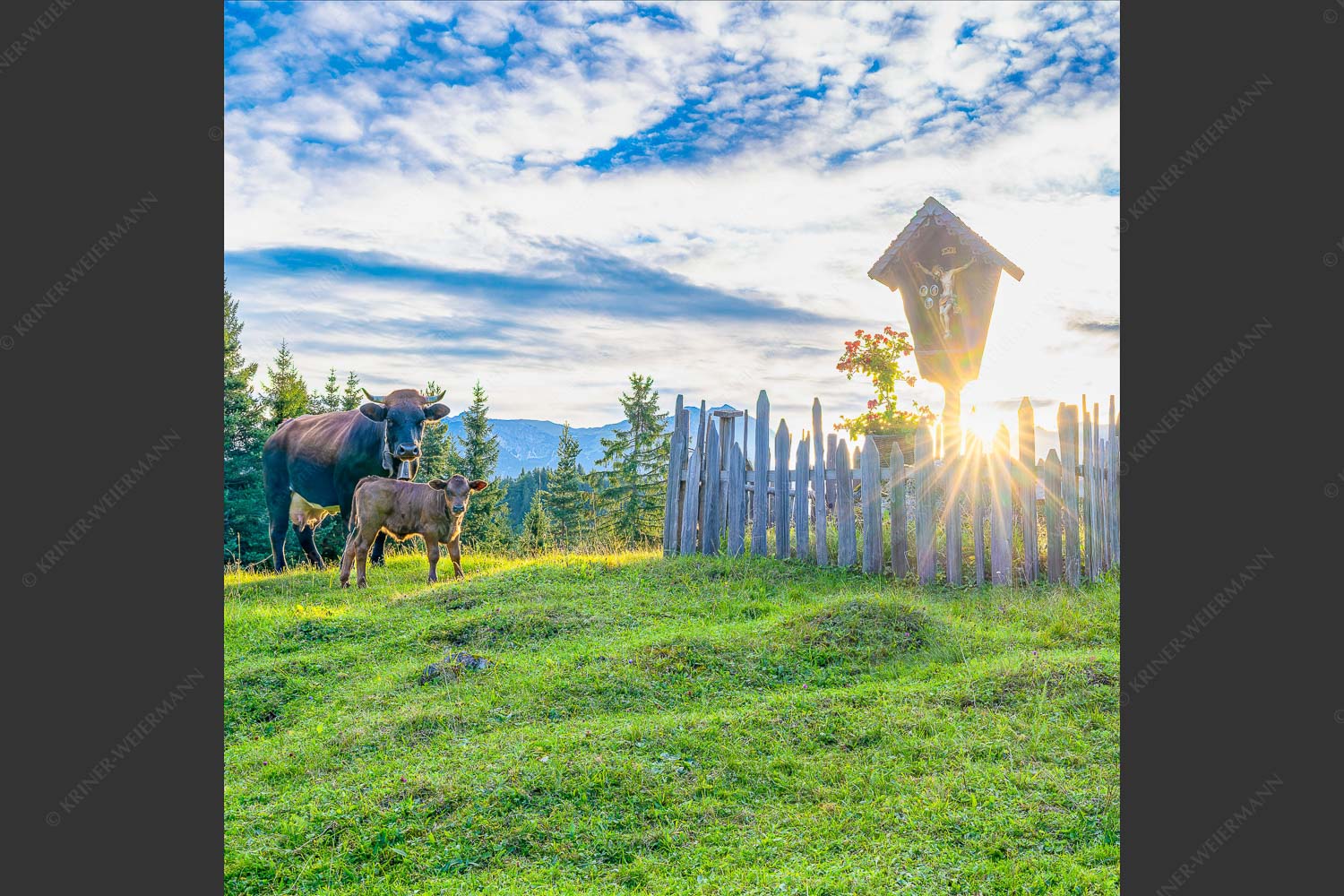 Mutterkuh mit Kalb und Feldkreuz mit Blick zum Karwendelgebirge - Wohl behütet 1:1  -- Mutterkuh Kalb Feldkreuz - mehr Infos bei www.Kriner-Weiermann.de