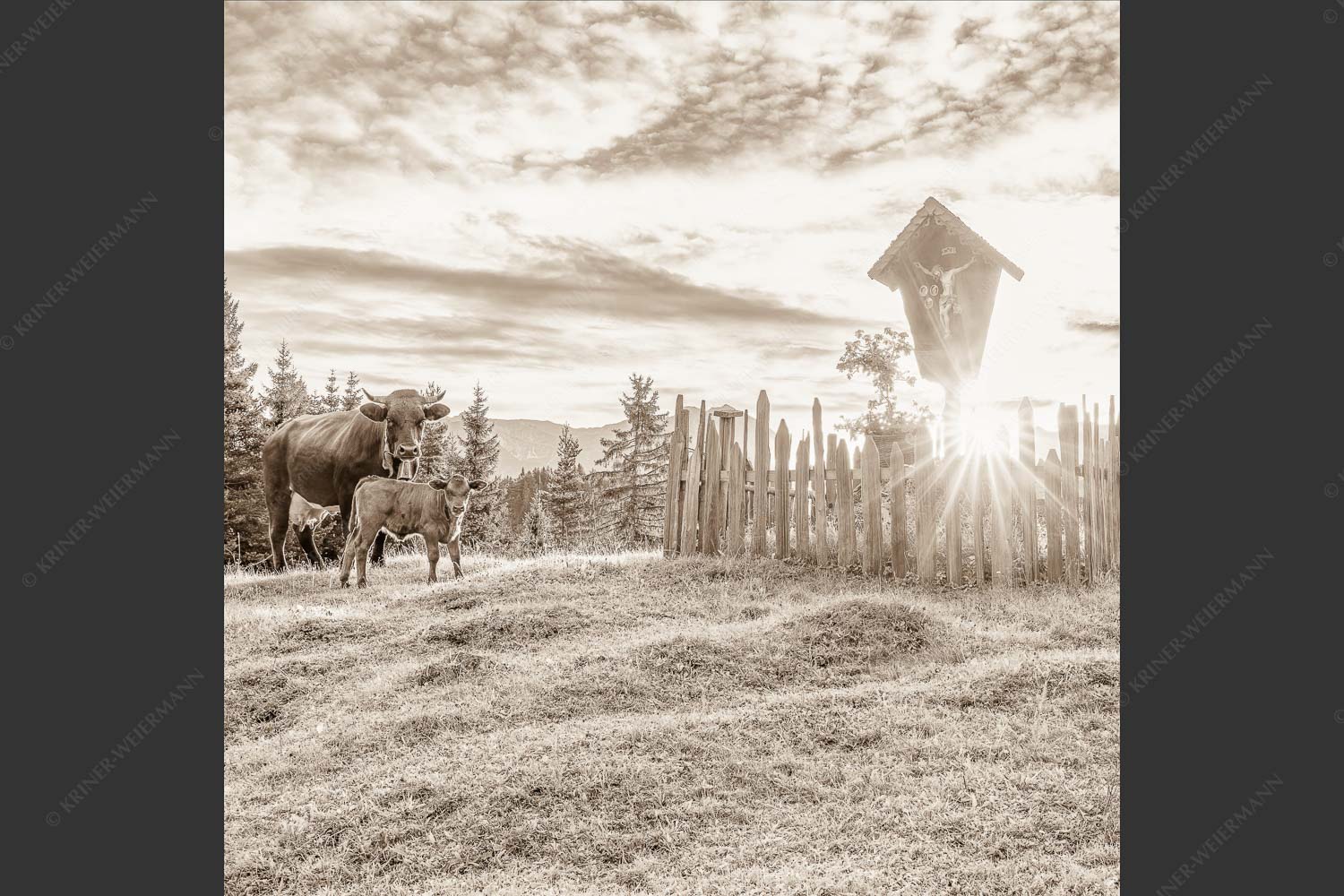 Mutterkuh mit Kalb und Feldkreuz mit Blick zum Karwendelgebirge - Wohl behütet 1:1 sepia -- Mutterkuh Kalb Feldkreuz - mehr Infos bei www.Kriner-Weiermann.de