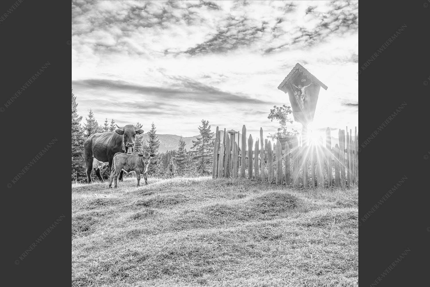 Mutterkuh mit Kalb und Feldkreuz mit Blick zum Karwendelgebirge - Wohl behütet 1:1 sw -- Mutterkuh Kalb Feldkreuz - mehr Infos bei www.Kriner-Weiermann.de