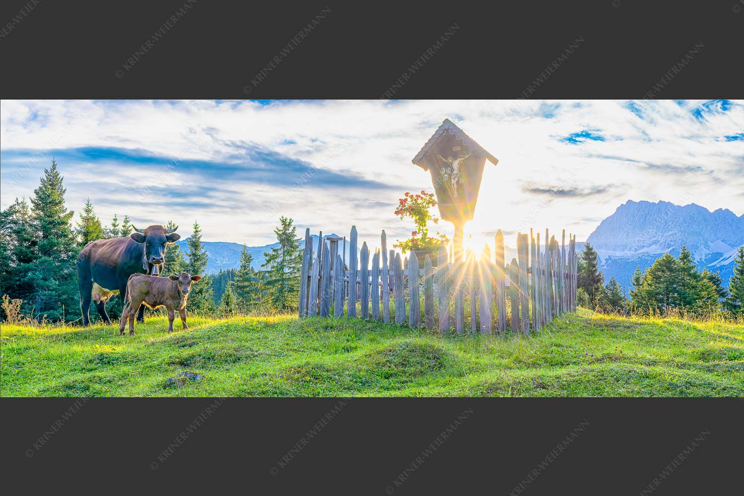 Mutterkuh mit Kalb und Feldkreuz mit Blick zum Karwendelgebirge - Wohl behütet 2,5:1  -- Mutterkuh Kalb Feldkreuz - mehr Infos bei www.Kriner-Weiermann.de