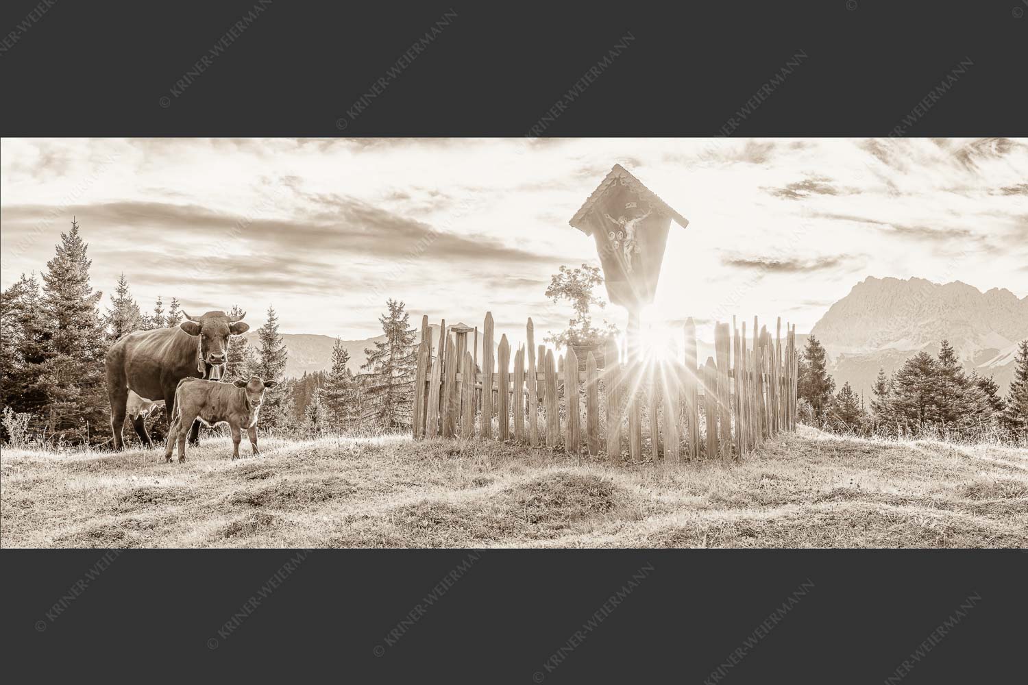 Mutterkuh mit Kalb und Feldkreuz mit Blick zum Karwendelgebirge - Wohl behütet 2,5:1 sepia -- Mutterkuh Kalb Feldkreuz - mehr Infos bei www.Kriner-Weiermann.de