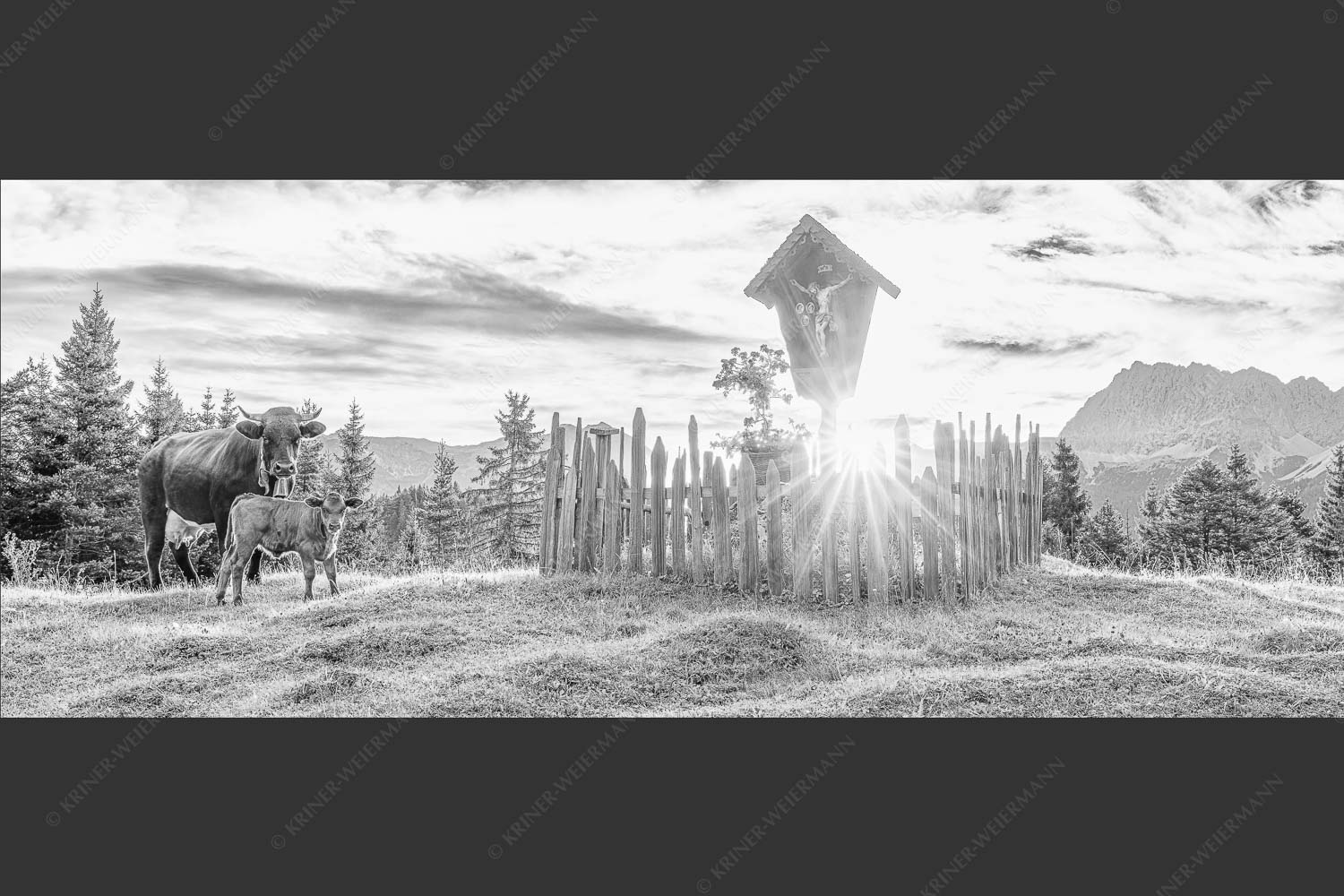 Mutterkuh mit Kalb und Feldkreuz mit Blick zum Karwendelgebirge - Wohl behütet 2,5:1 sw -- Mutterkuh Kalb Feldkreuz - mehr Infos bei www.Kriner-Weiermann.de