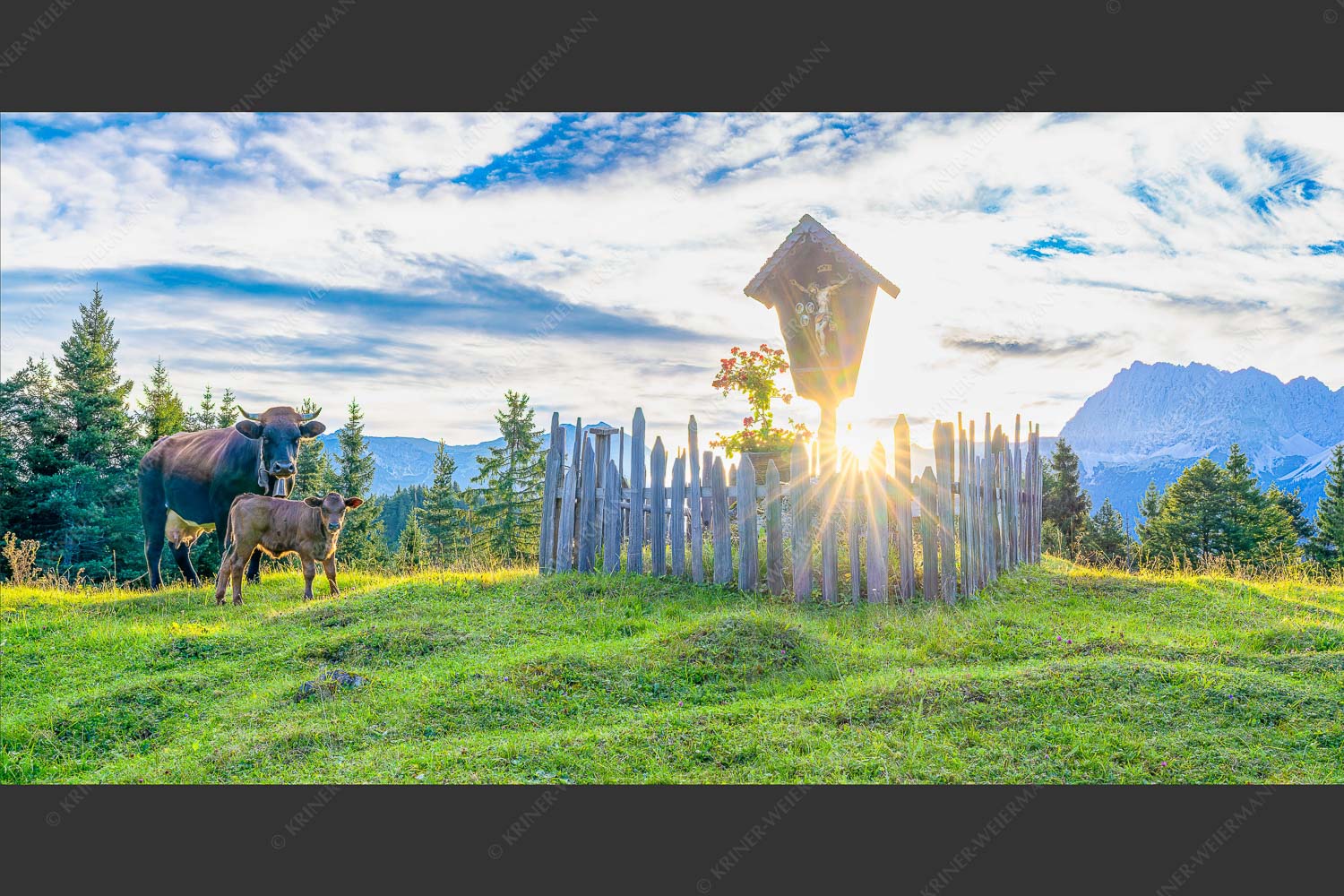 Mutterkuh mit Kalb und Feldkreuz mit Blick zum Karwendelgebirge - Wohl behütet 2:1  -- Mutterkuh Kalb Feldkreuz - mehr Infos bei www.Kriner-Weiermann.de