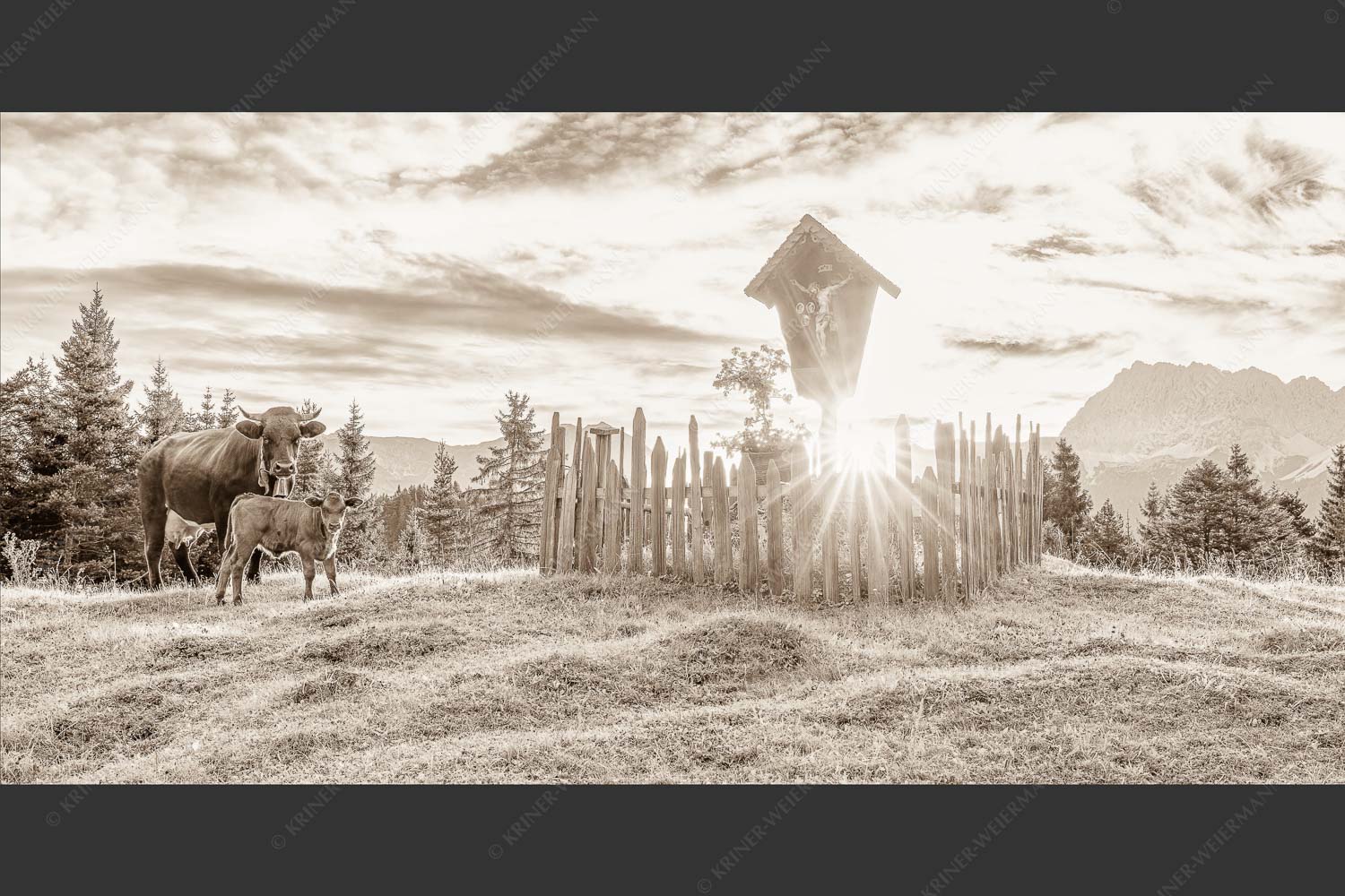 Mutterkuh mit Kalb und Feldkreuz mit Blick zum Karwendelgebirge - Wohl behütet 2:1 sepia -- Mutterkuh Kalb Feldkreuz - mehr Infos bei www.Kriner-Weiermann.de