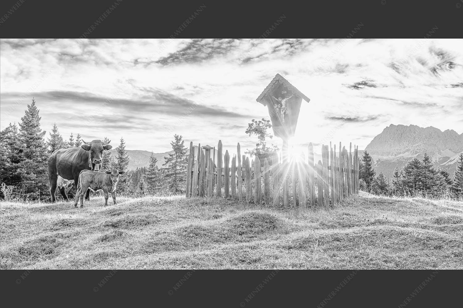 Mutterkuh mit Kalb und Feldkreuz mit Blick zum Karwendelgebirge - Wohl behütet 2:1 sw -- Mutterkuh Kalb Feldkreuz - mehr Infos bei www.Kriner-Weiermann.de