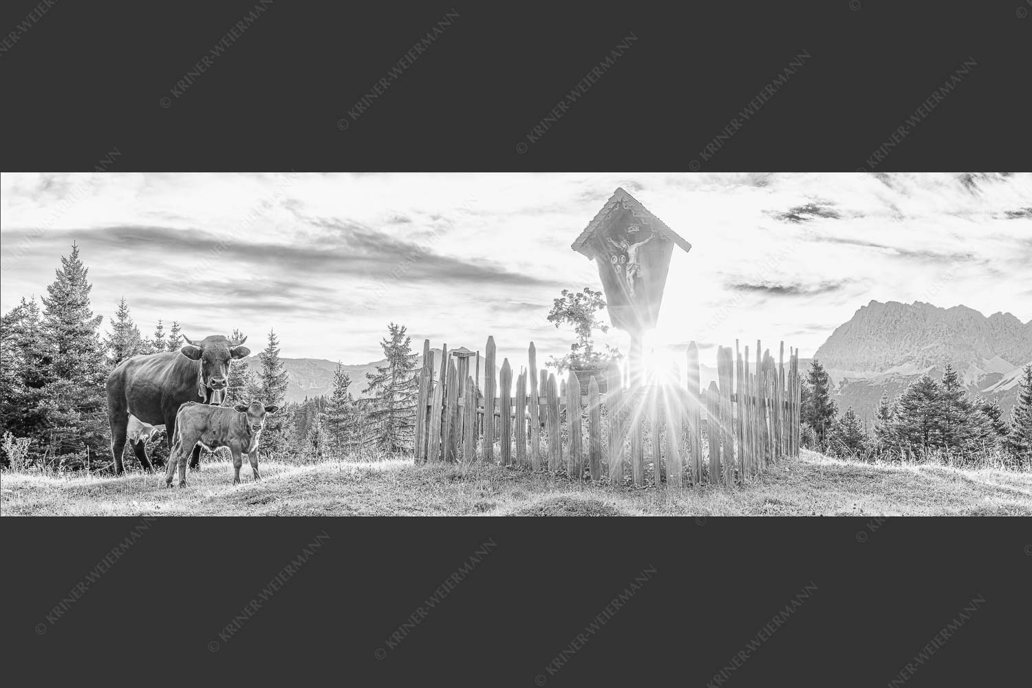 Mutterkuh mit Kalb und Feldkreuz mit Blick zum Karwendelgebirge - Wohl behütet 3:1 sw -- Mutterkuh Kalb Feldkreuz - mehr Infos bei www.Kriner-Weiermann.de