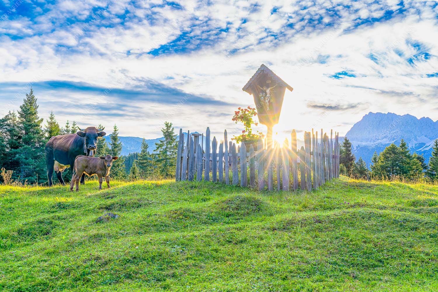 Mutterkuh mit Kalb und Feldkreuz mit Blick zum Karwendelgebirge - Wohl behütet 3:2  -- Mutterkuh Kalb Feldkreuz - mehr Infos bei www.Kriner-Weiermann.de