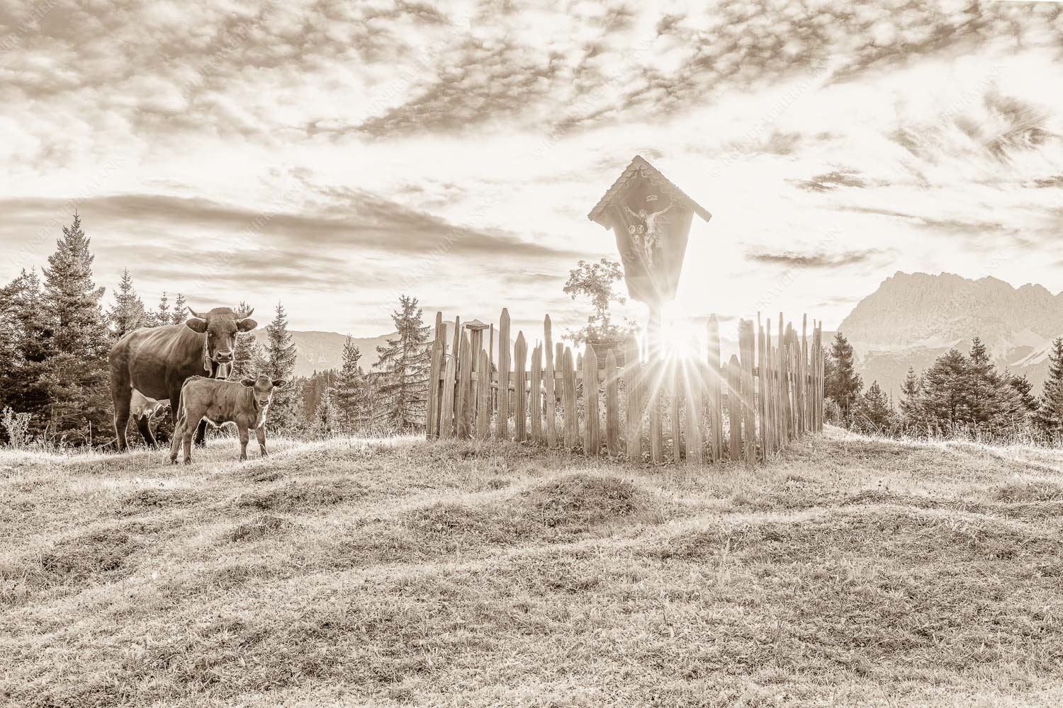 Mutterkuh mit Kalb und Feldkreuz mit Blick zum Karwendelgebirge - Wohl behütet 3:2 sepia -- Mutterkuh Kalb Feldkreuz - mehr Infos bei www.Kriner-Weiermann.de