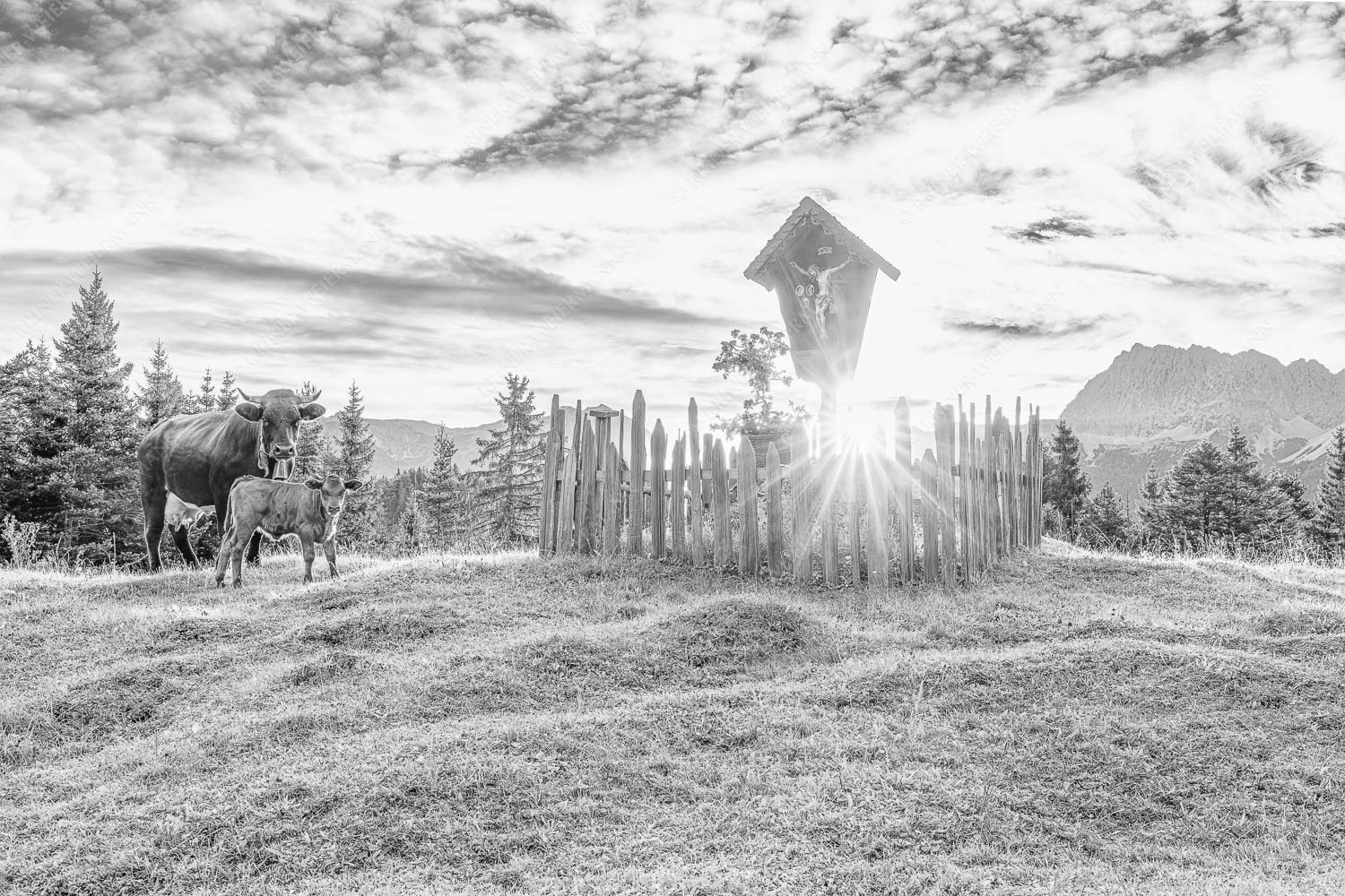 Mutterkuh mit Kalb und Feldkreuz mit Blick zum Karwendelgebirge - Wohl behütet 3:2 sw -- Mutterkuh Kalb Feldkreuz - mehr Infos bei www.Kriner-Weiermann.de