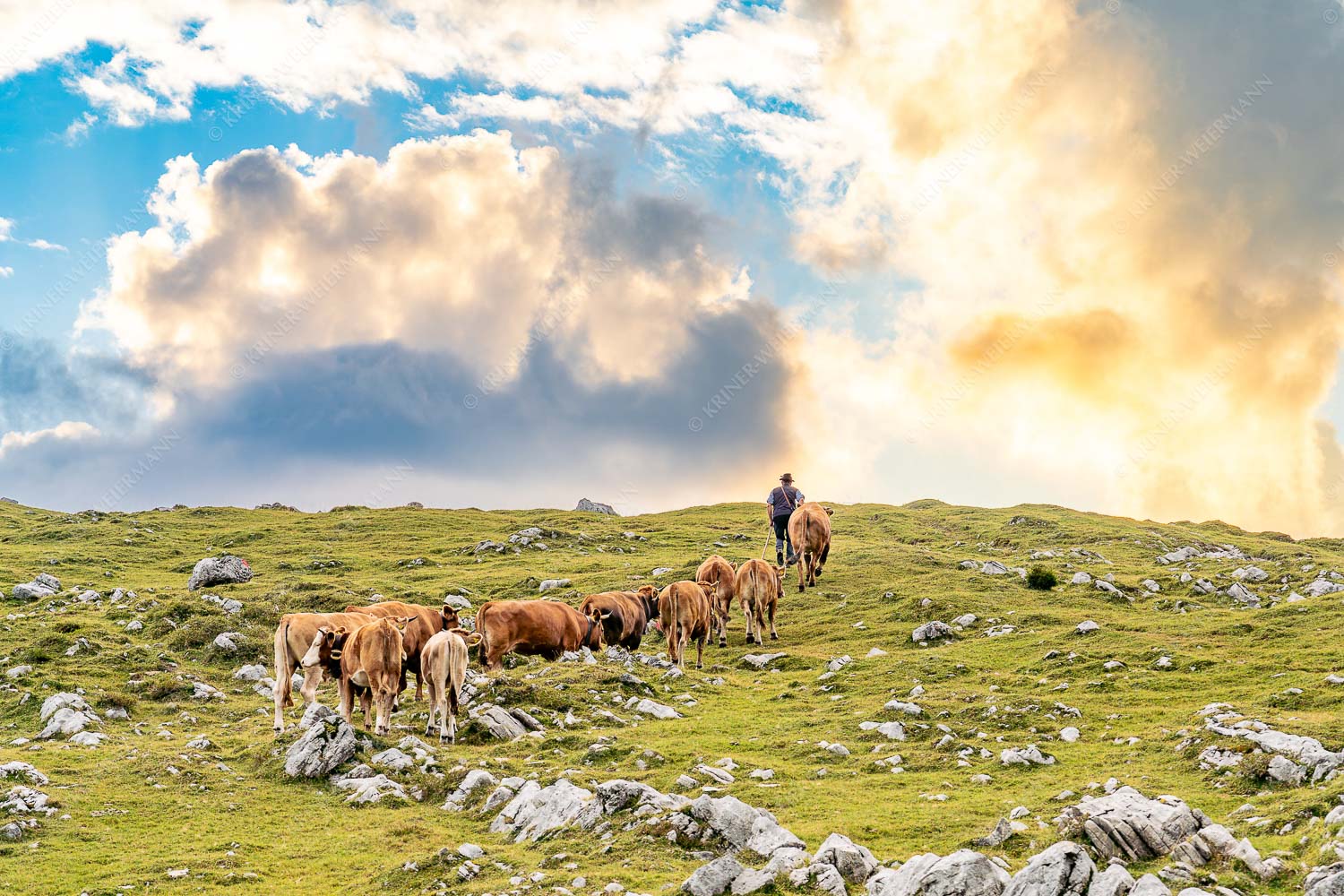 Hirte mit Jungvieh auf der Kuhalm im Estergebirge - Umidreim_3zu2 - mehr Infos bei www.Kriner-Weiermann.de