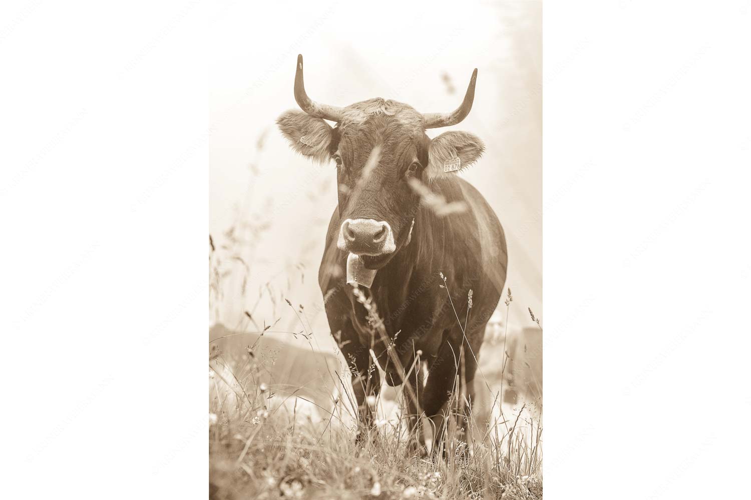 Murnau Werdenfelser Jungvieh am Kreuzeck im Wettersteingebirge - Abwarten IX_2zu3_sepia - mehr Infos bei www.Kriner-Weiermann.de