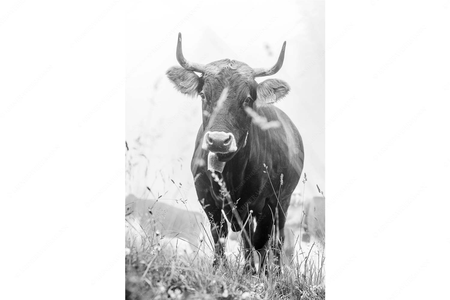 Murnau Werdenfelser Jungvieh am Kreuzeck im Wettersteingebirge - Abwarten IX_2zu3_sw - mehr Infos bei www.Kriner-Weiermann.de