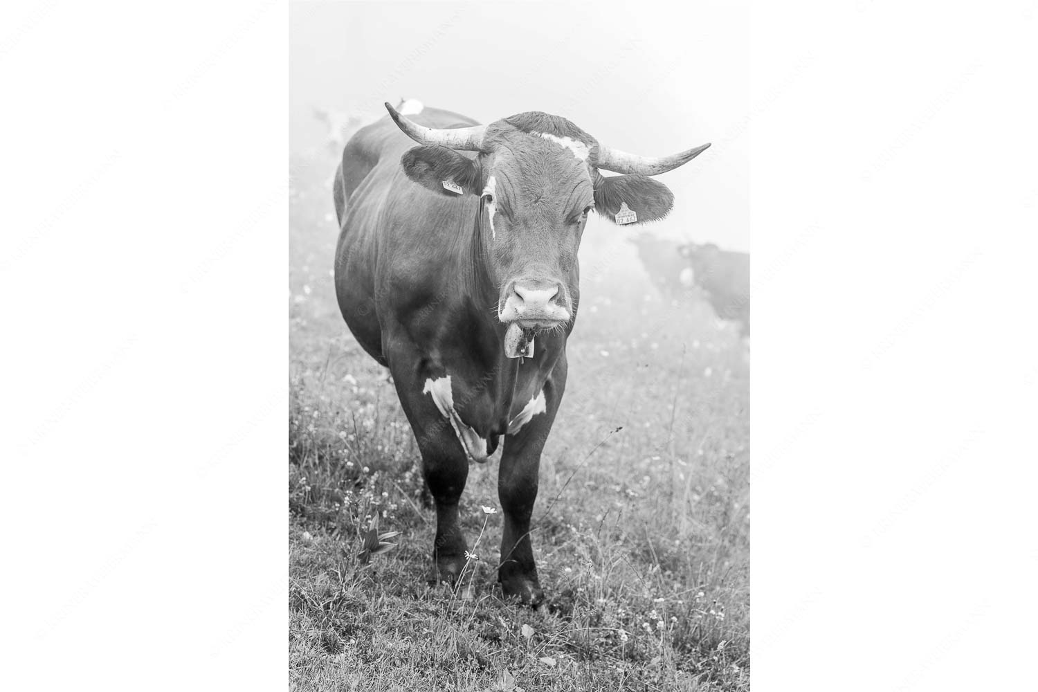 Jungvieh am Kreuzeck im Wettersteingebirge - Abwarten VII_2zu3_sw - mehr Infos bei www.Kriner-Weiermann.de