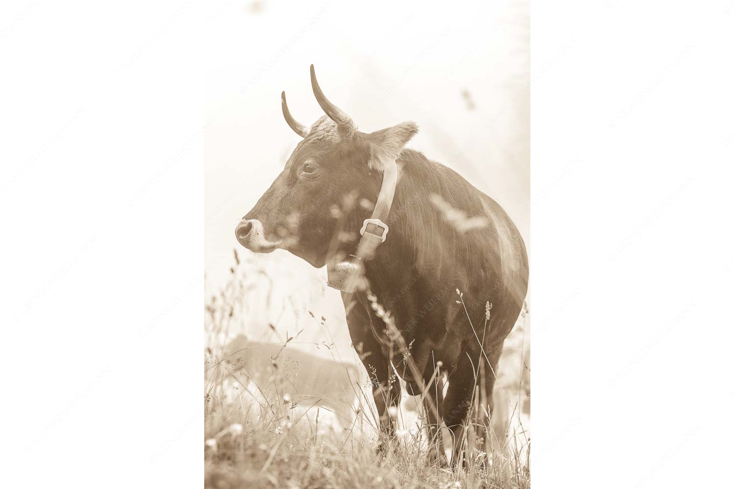 Murnau Werdenfelser Jungvieh am Kreuzeck im Wetterstein - Abwarten VIII_2zu3_sepia - mehr Infos bei www.Kriner-Weiermann.de