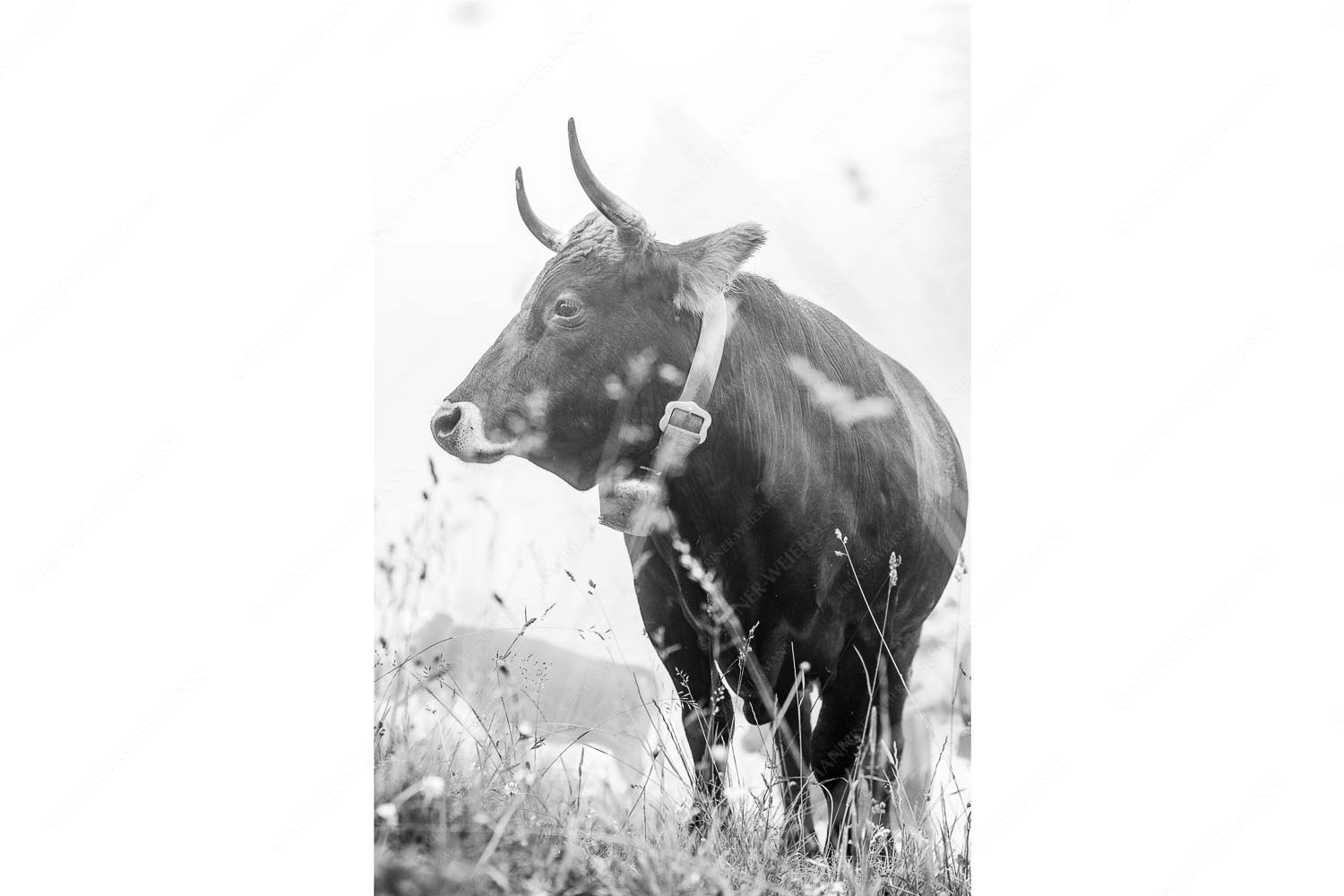 Murnau Werdenfelser Jungvieh am Kreuzeck im Wetterstein - Abwarten VIII_2zu3_sw - mehr Infos bei www.Kriner-Weiermann.de