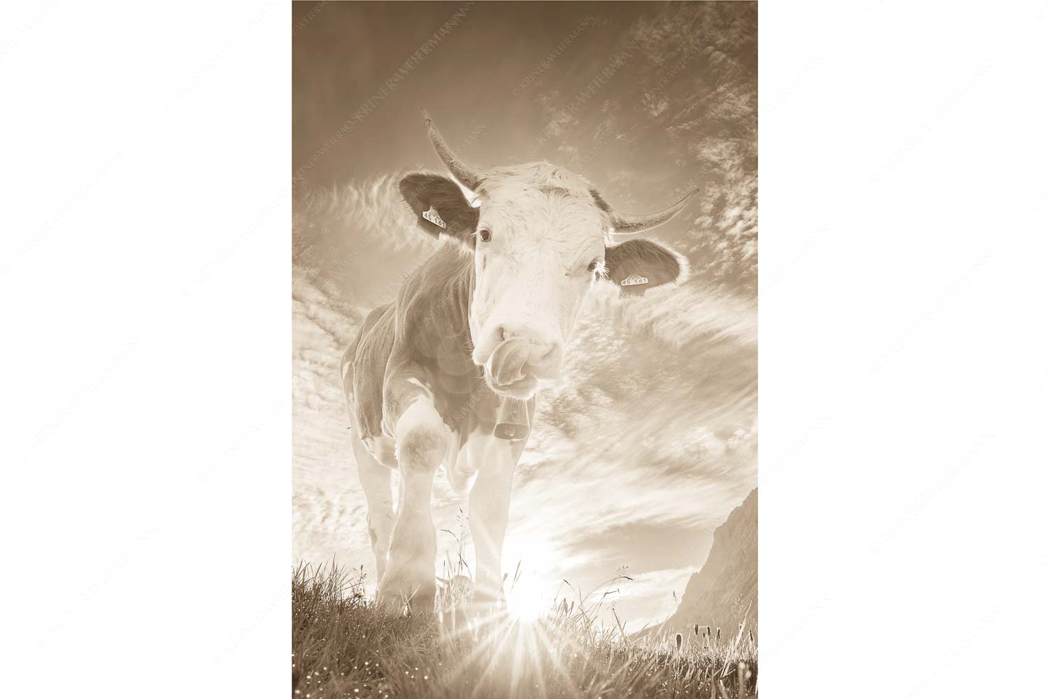 Jungvieh auf der Alm im Wettersteingebirge - Almsommermorgen III_2zu3_sepia - mehr Infos bei www.Kriner-Weiermann.de