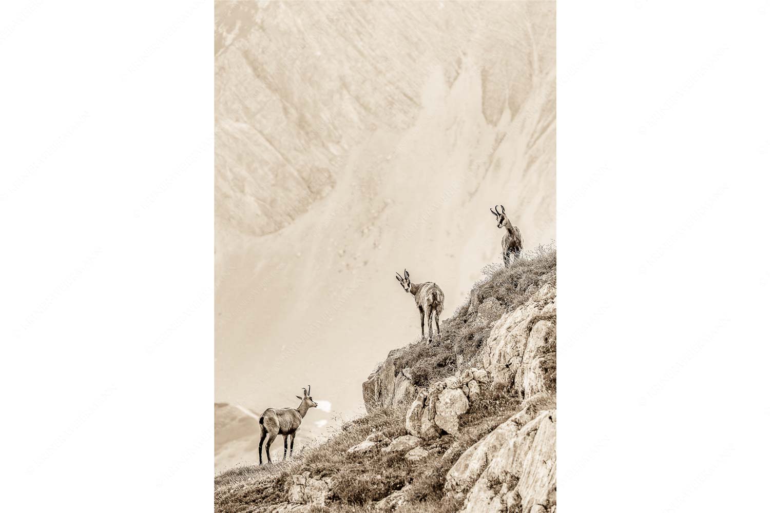 Junge Gams im Karwendel - Aufgereiht_2zu3_sepia - mehr Infos bei www.Kriner-Weiermann.de