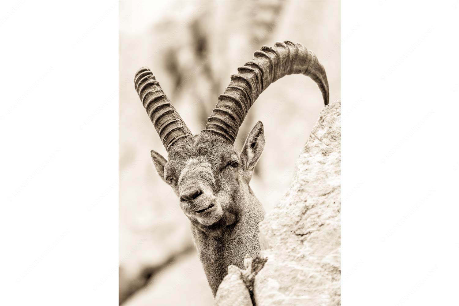 Alter Steinbock im Karwendelgebirge - Chef_2zu3_sepia - mehr Infos bei www.Kriner-Weiermann.de
