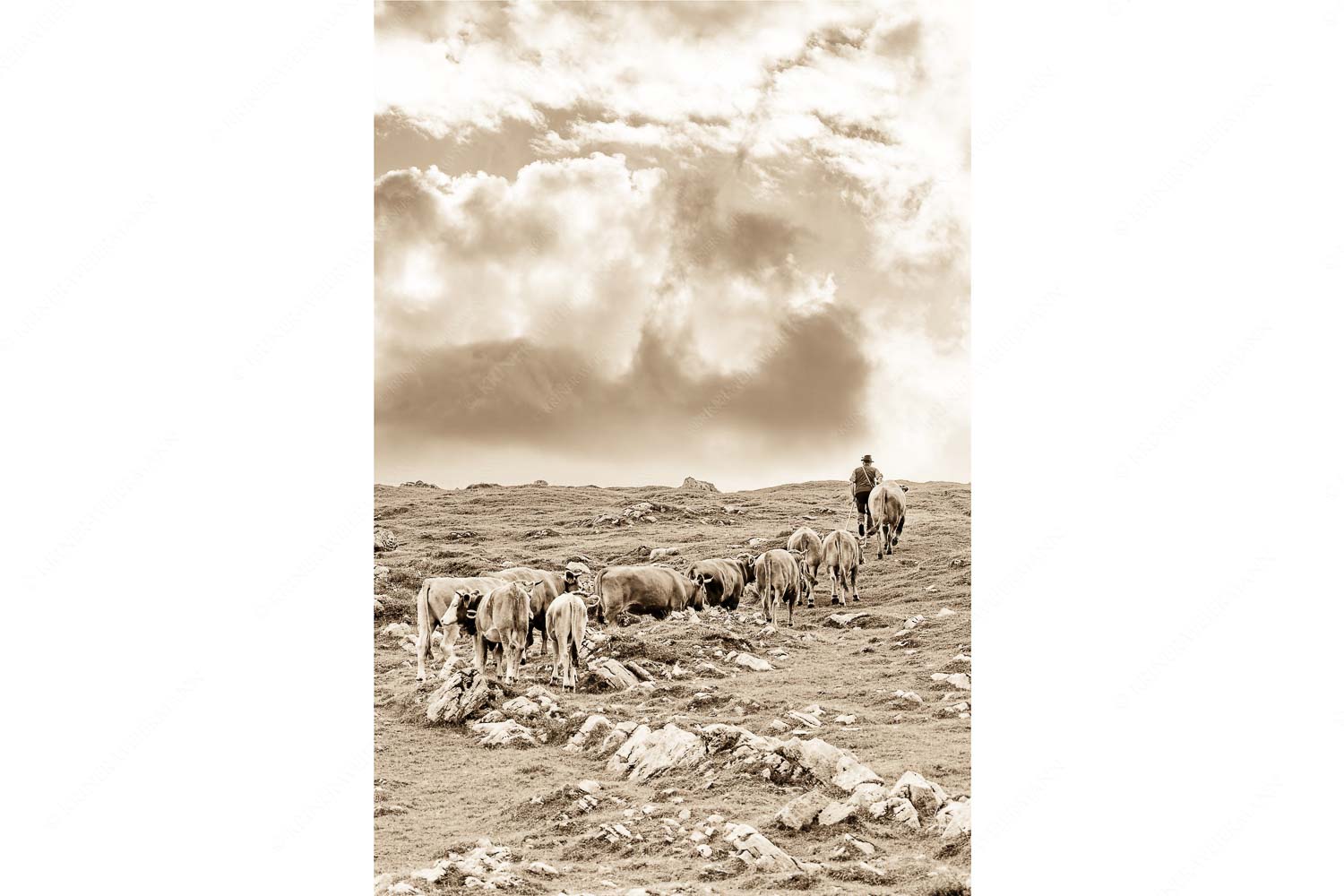Hirte mit Jungvieh auf der Kuhalm im Estergebirge - Umidreim_2zu3_sepia - mehr Infos bei www.Kriner-Weiermann.de
