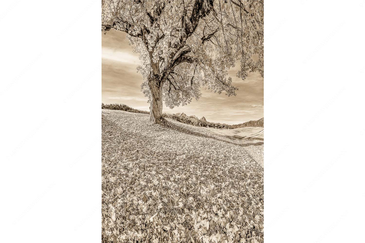 Bergahorn mit BNlick zum Zugspitzmassiv - Untern Ahorn durch_2zu3_sepia - mehr Infos bei www.Kriner-Weiermann.de
