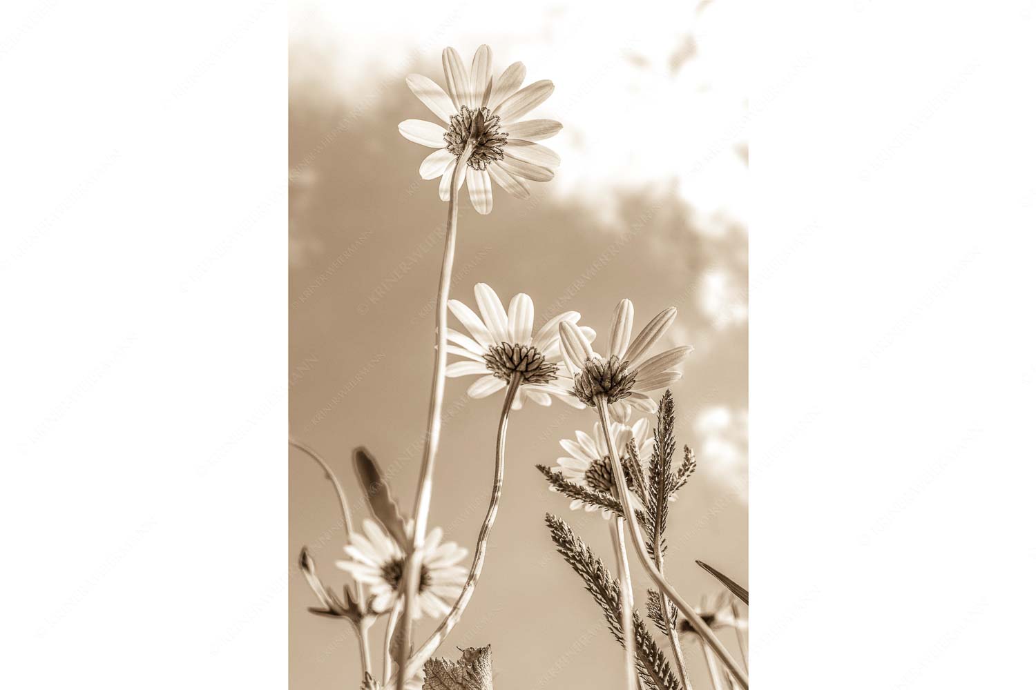 Unteransicht einer Blumenwiese mit Margariten - Von unten auch schön_2zu3_sepia - mehr Infos bei www.Kriner-Weiermann.de