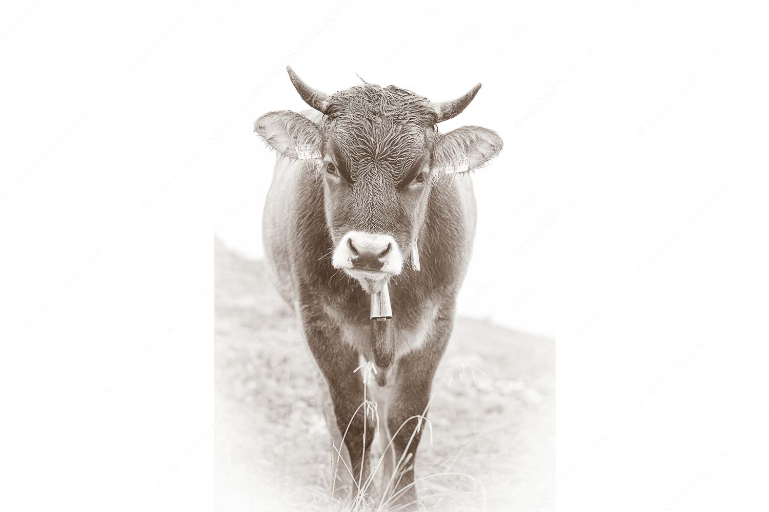 Jungvieh auf der Alm am Krottenkopf im Estergebirge - Werdenfelser Ochs_2zu3_sepia - mehr Infos bei www.Kriner-Weiermann.de