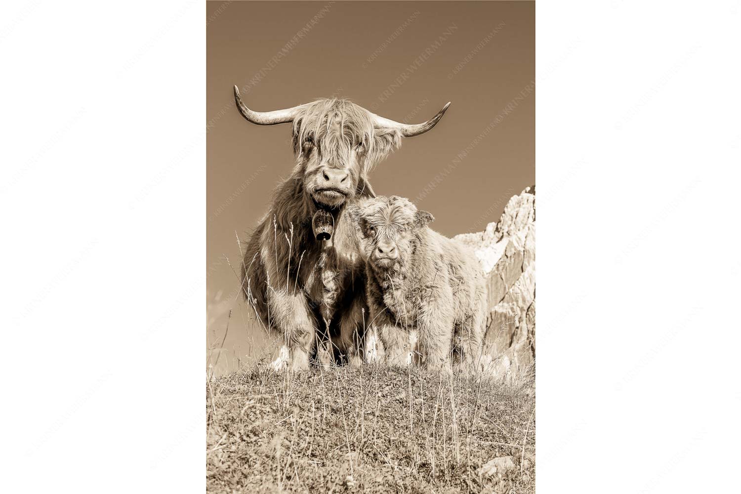 Schottische Hochlandrinder am Halleranger mit Speckkarspitze im Karwendelgebirge - Wir gehören zam_2zu3_sepia - mehr Infos bei www.Kriner-Weiermann.de