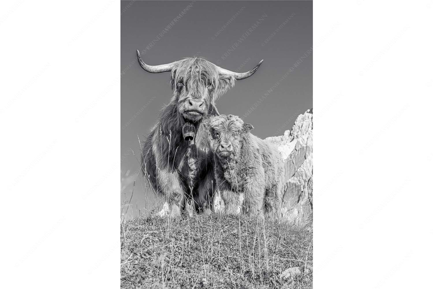 Schottische Hochlandrinder am Halleranger mit Speckkarspitze im Karwendelgebirge - Wir gehören zam_2zu3_sw - mehr Infos bei www.Kriner-Weiermann.de